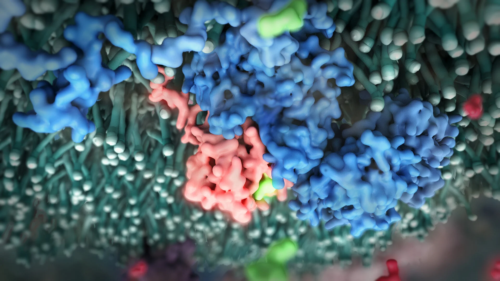 KRas controls cell division
