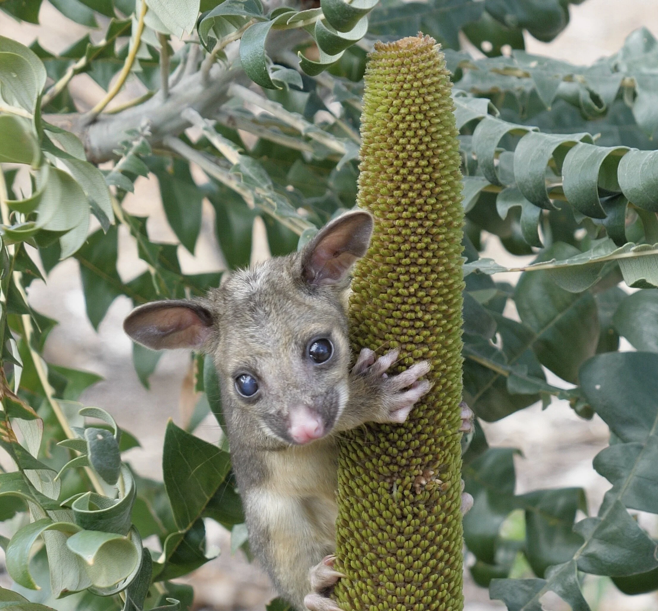 Possum.jpg