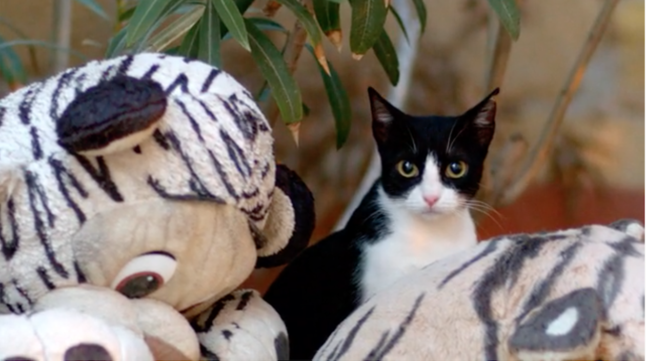 Cats of Malta