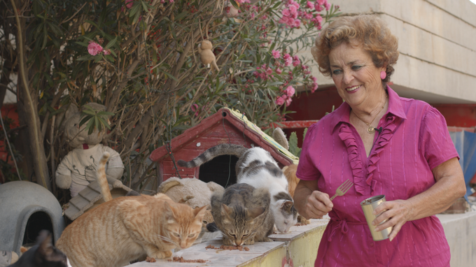 Cats of Malta