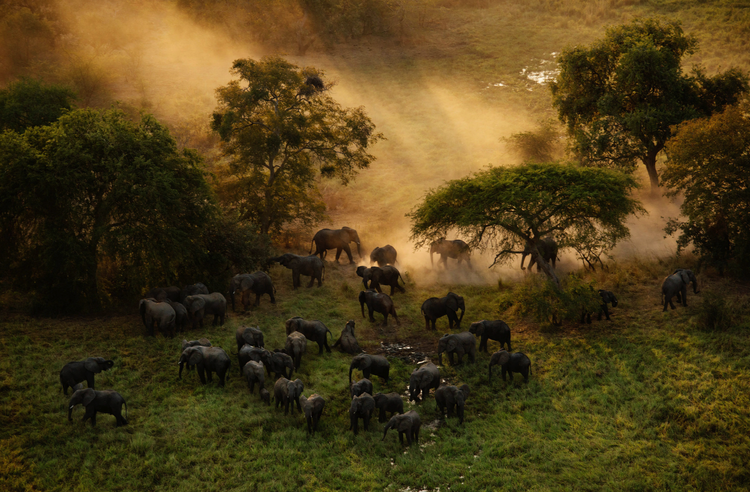 Animals