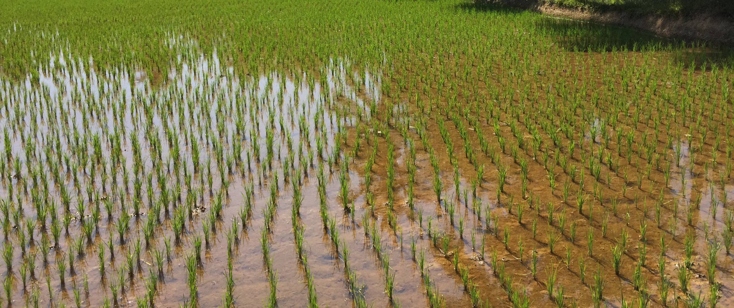  Rice paddies up close 