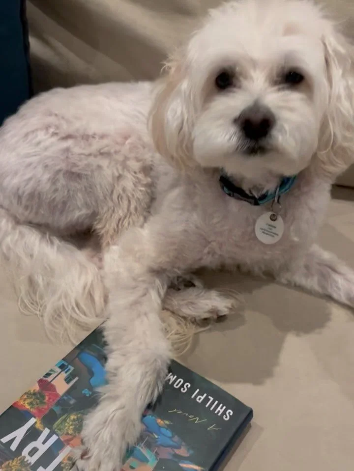 My writing studio is suddenly a whole lot quieter after the loss of our sweet pup, Chai, who died peacefully in his sleep at 12 years old.

Every interviewer, podcast host, and book club I spoke with over the past decade met Chai, who insisted on jum