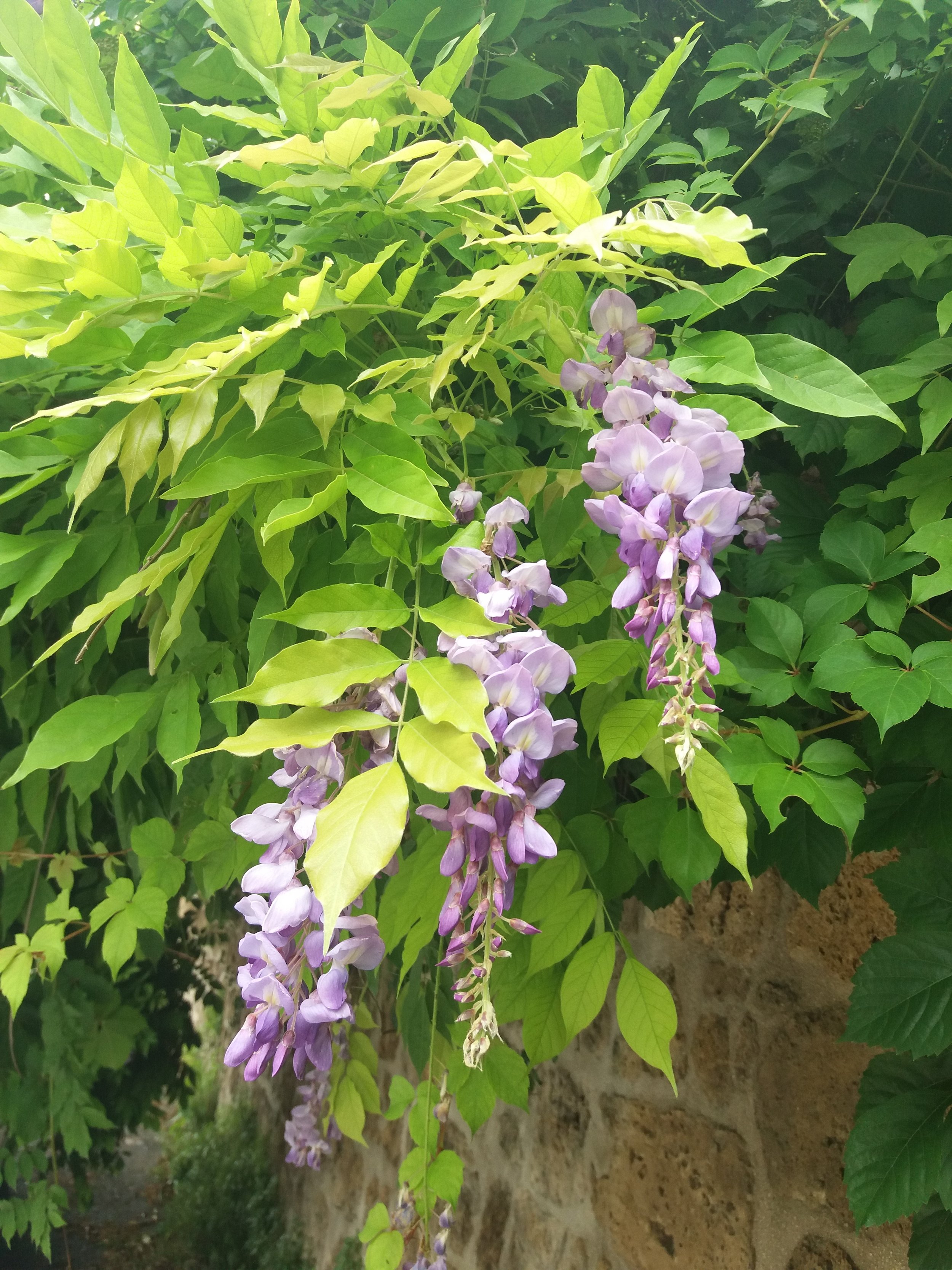 20180615_125428.jpg