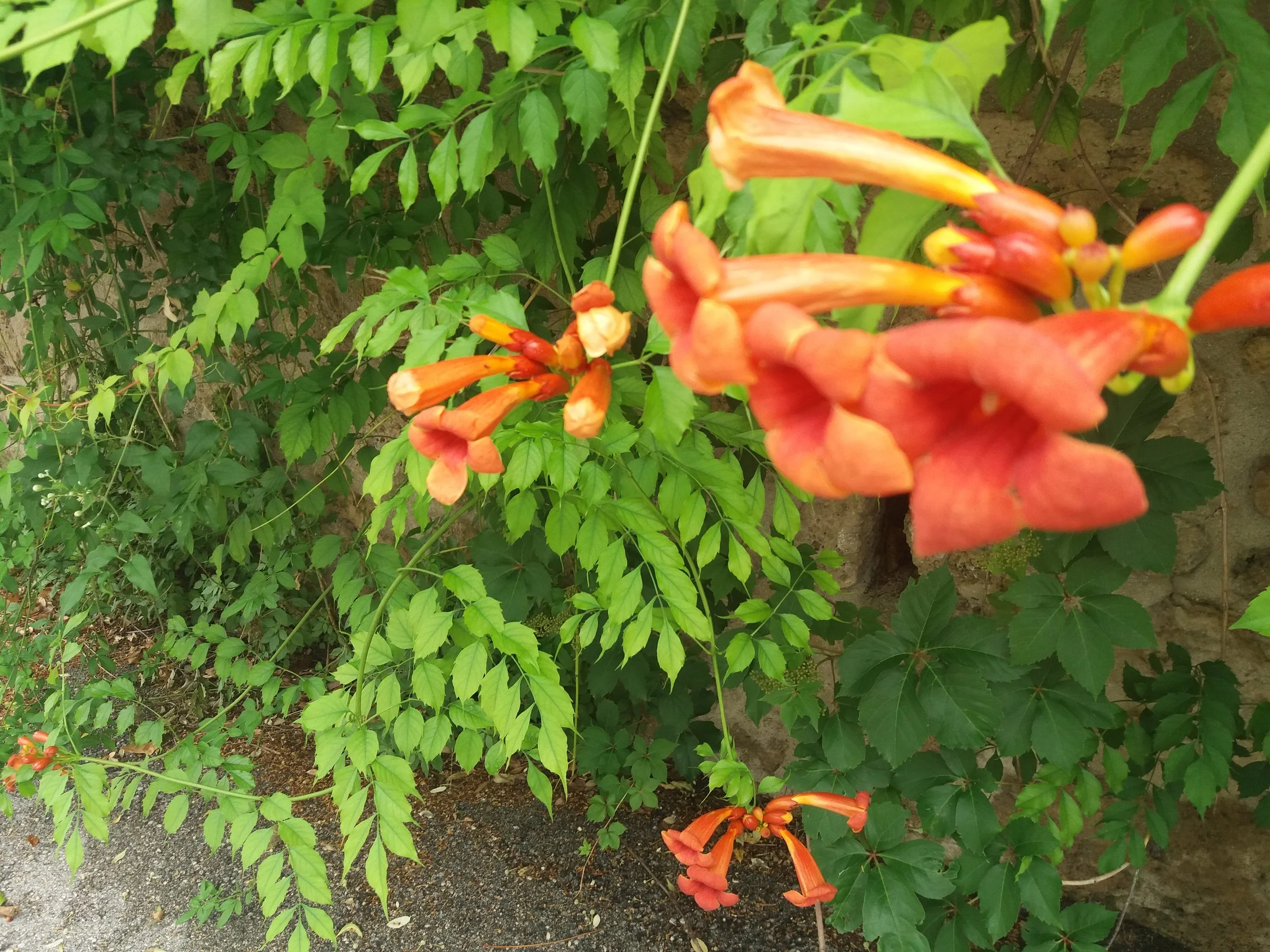 20180615_125444.jpg