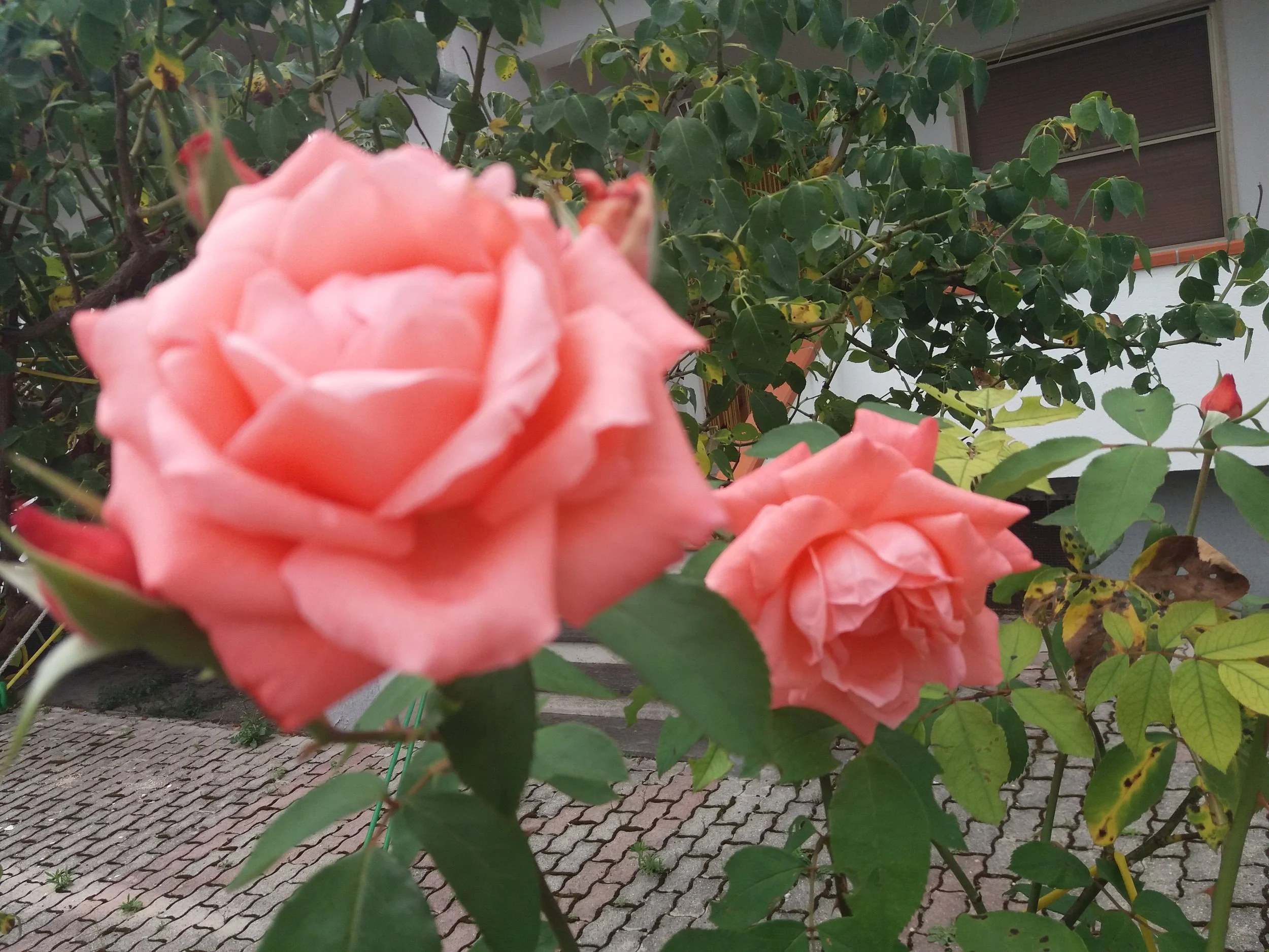 20180615_125517.jpg