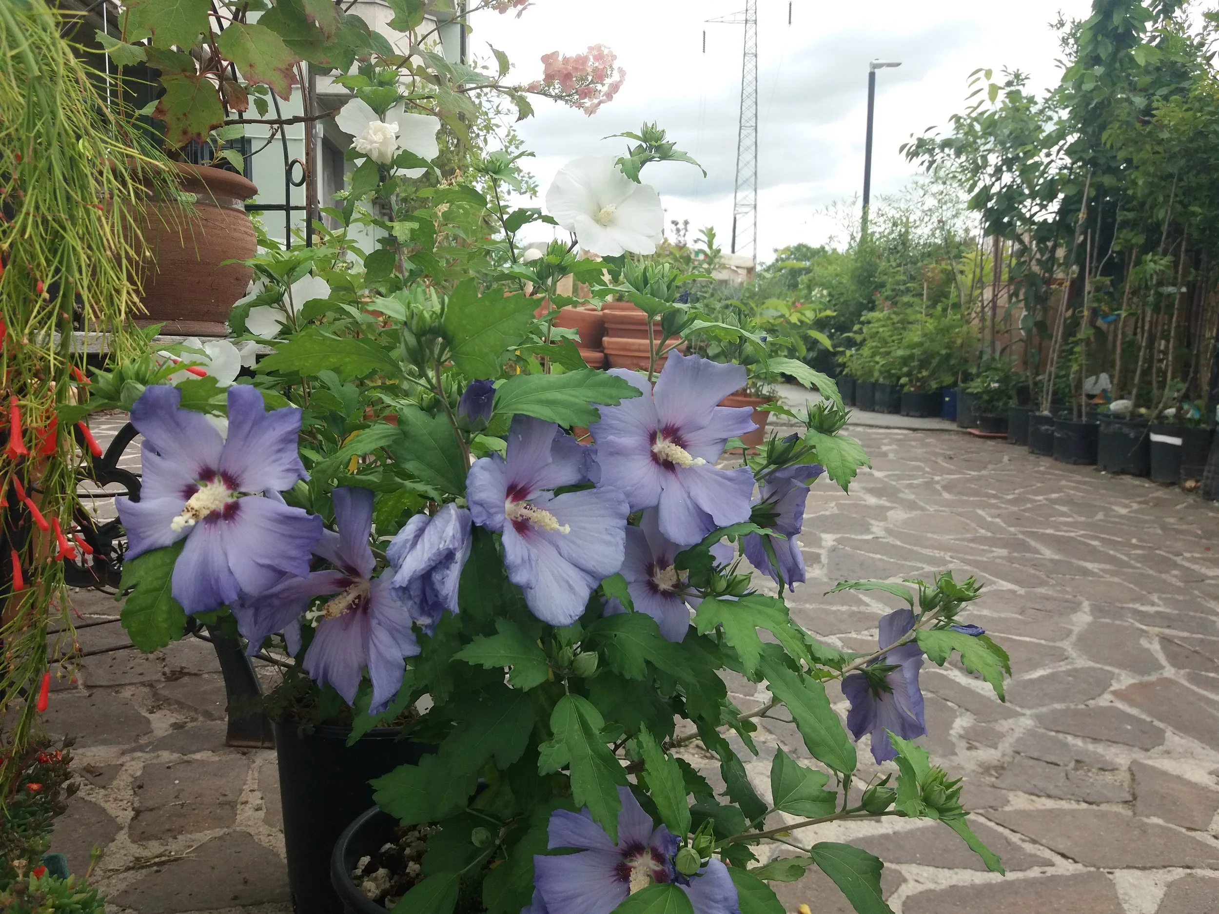 20180615_130312.jpg