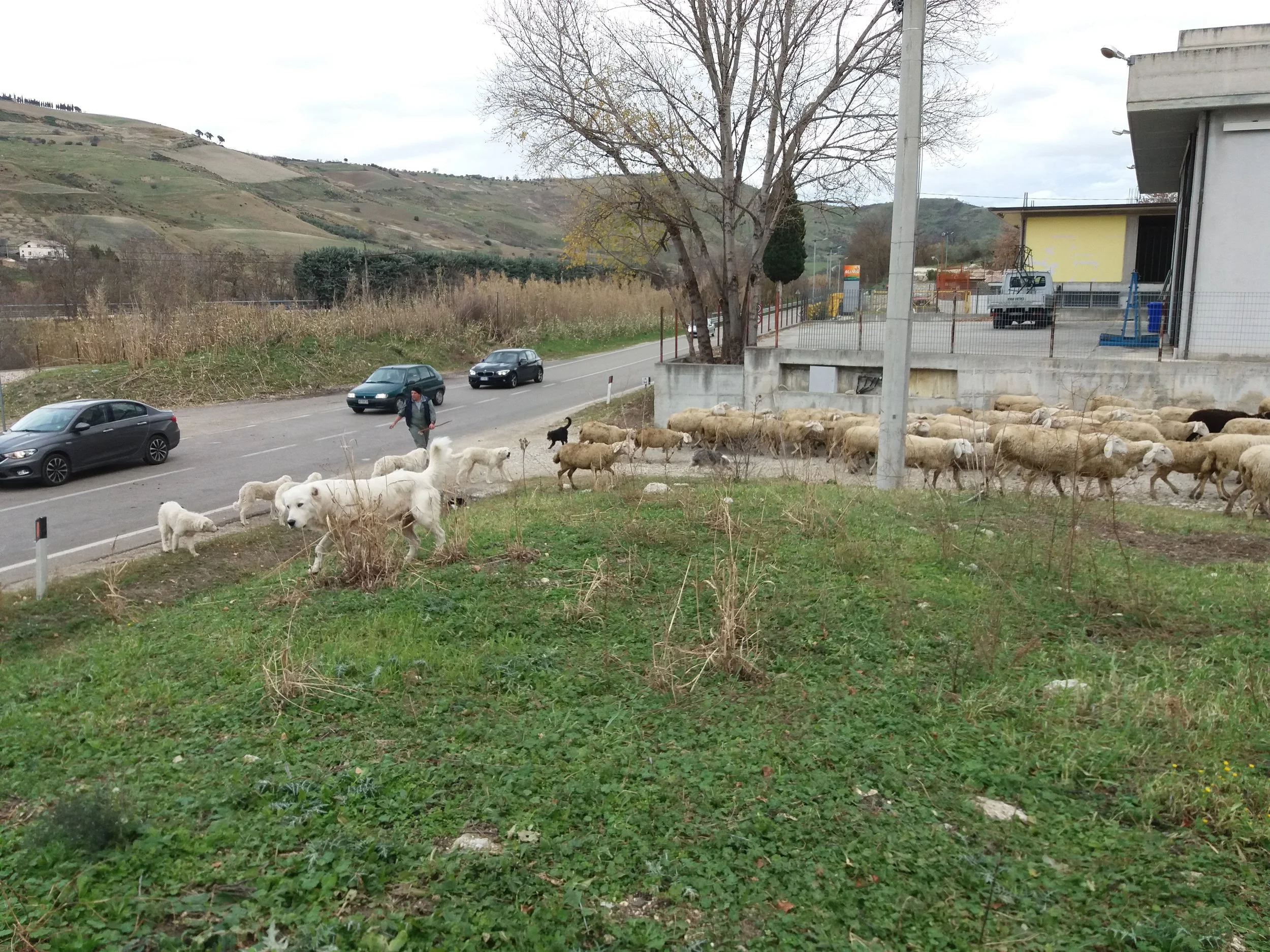 sheep3.jpg
