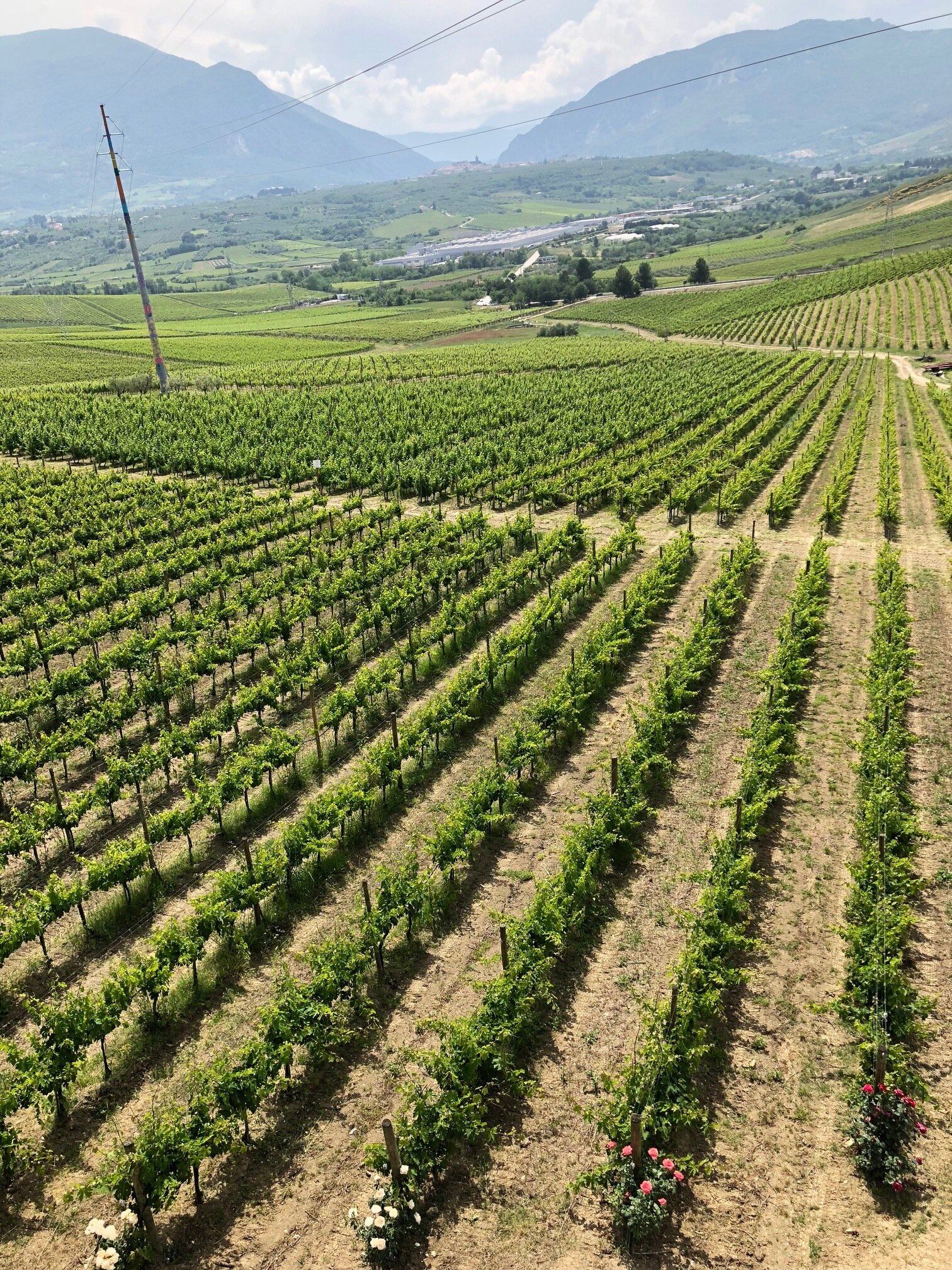 Day 7 - A winery and a giant picnic
