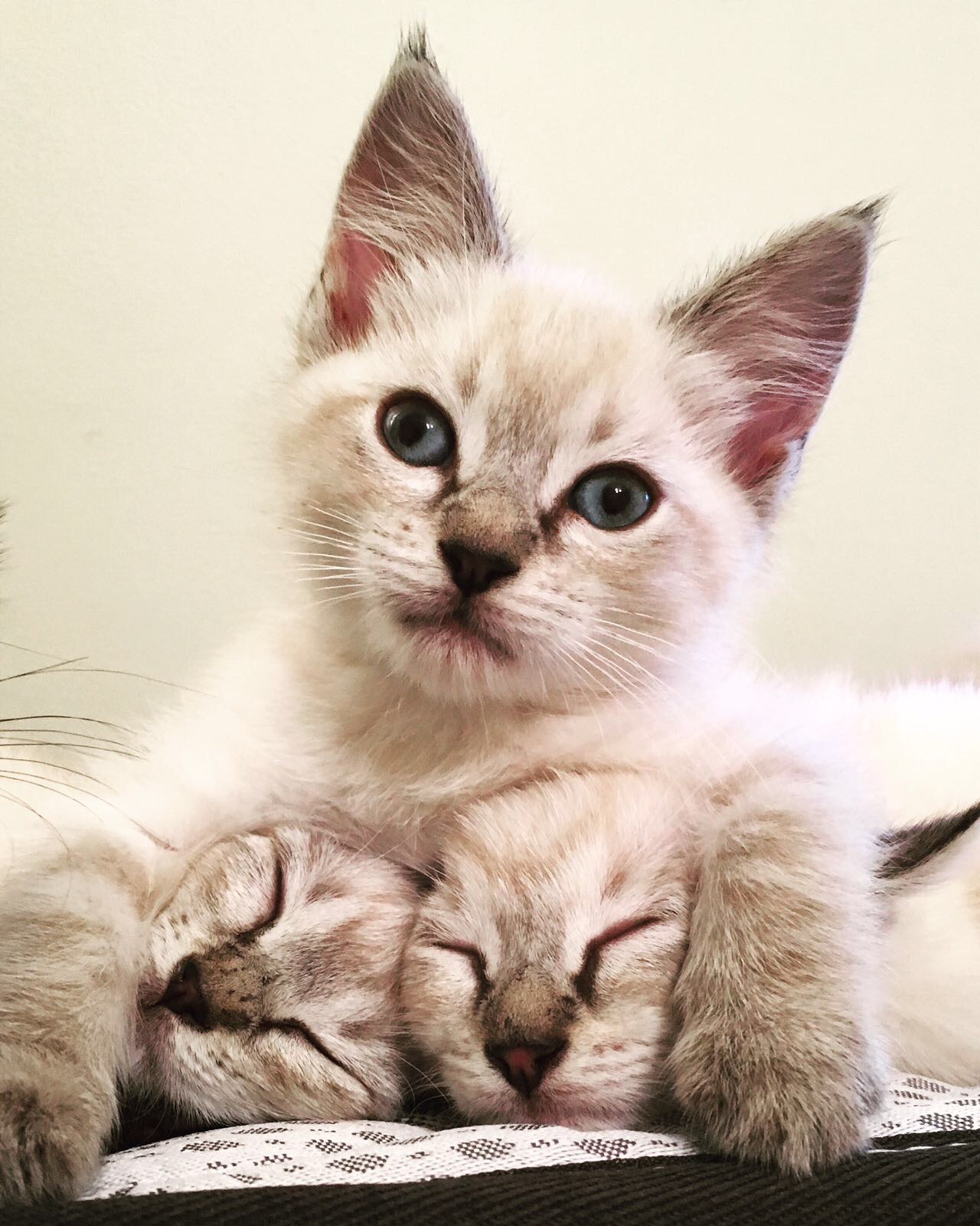 Hugging cats.jpg