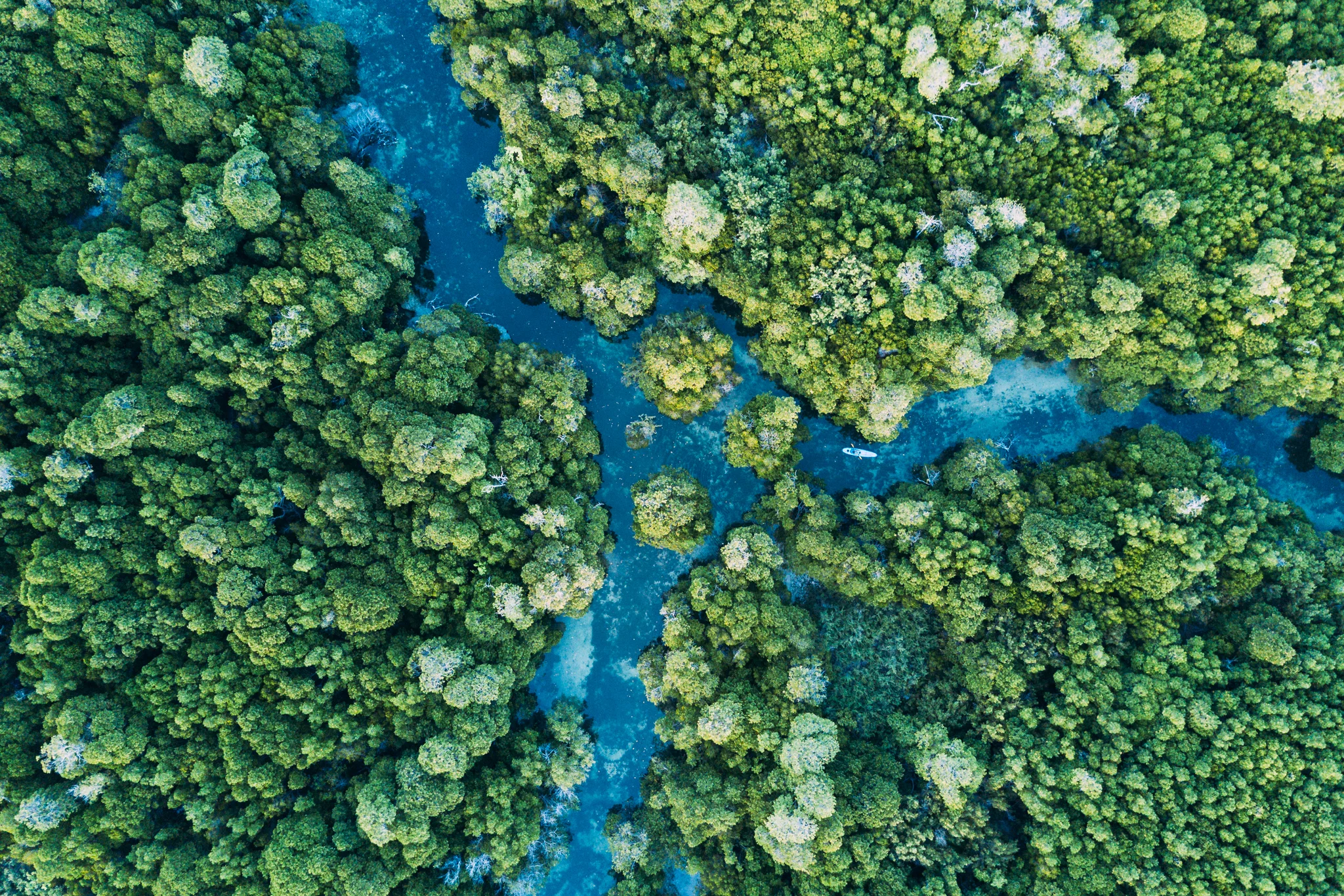 MANGROVE ISLAND 2048px QUILALEA - STILLS - DAY 6 - MANGROVE ISLAND MAVIC 024.jpg