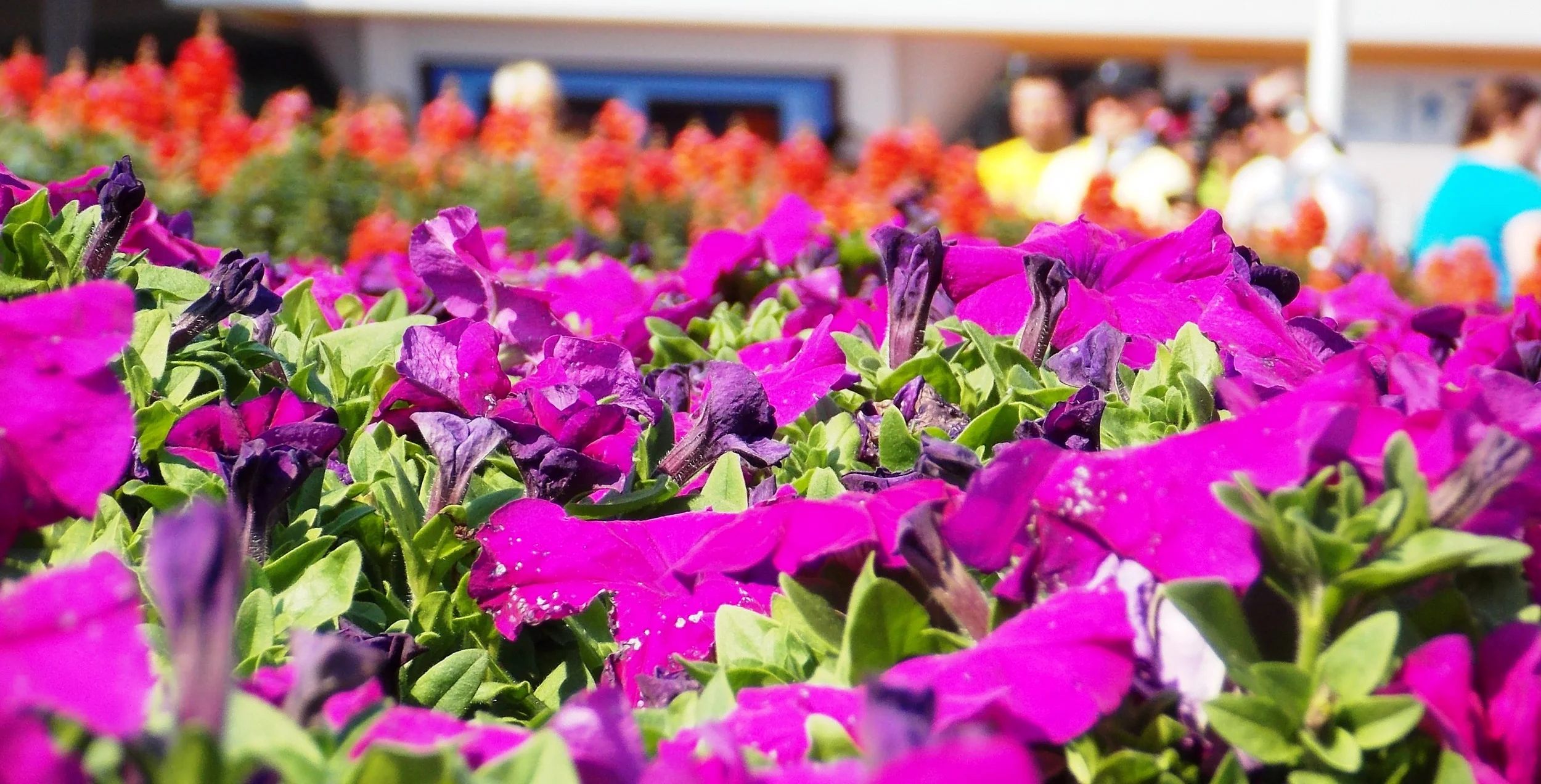 flowers cropped.jpg