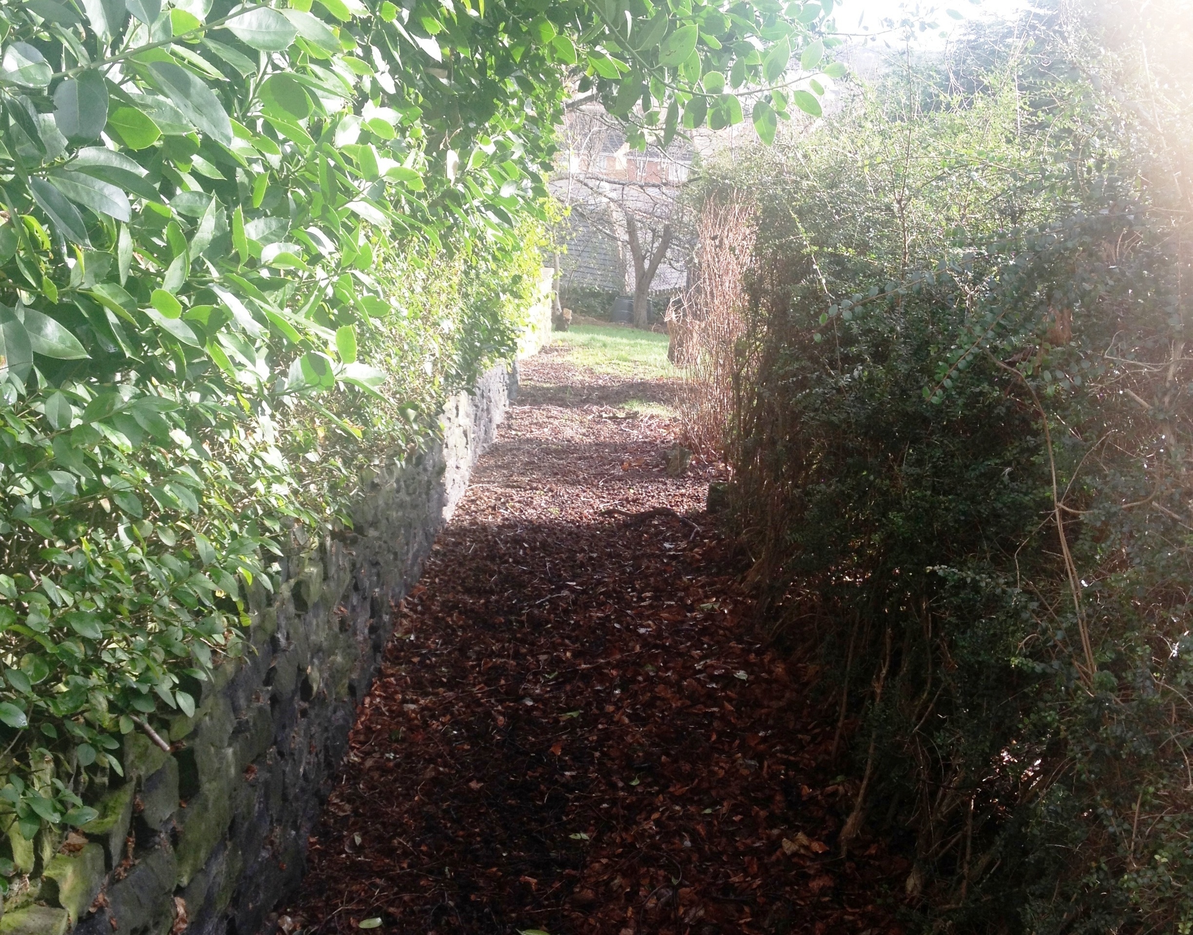 garden path crop 2.jpg