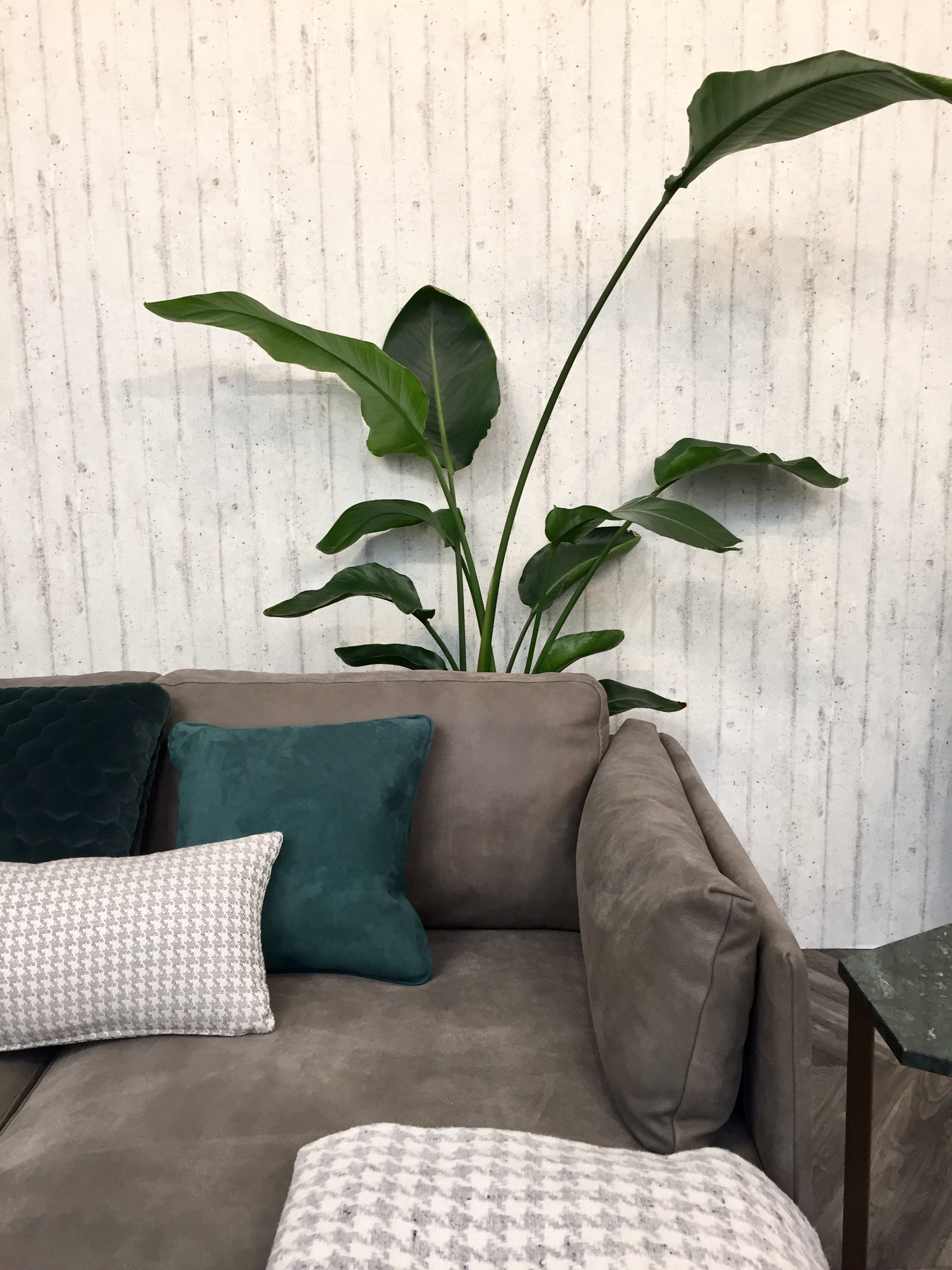 Ornamental Plants