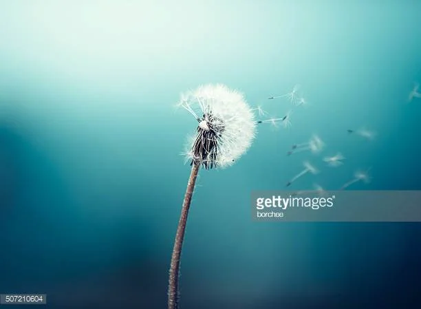 Photo by borchee/iStock / Getty Images