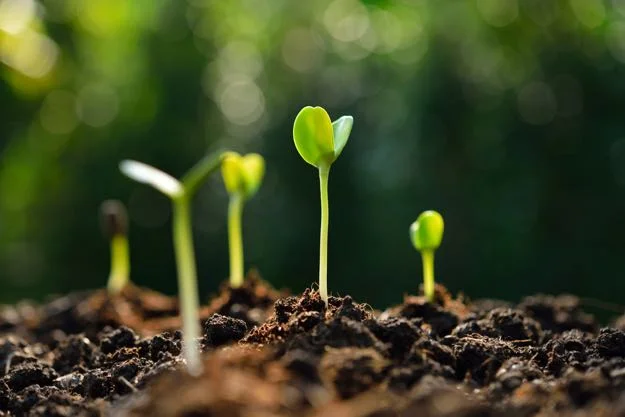 sprouting-seeds.jpg