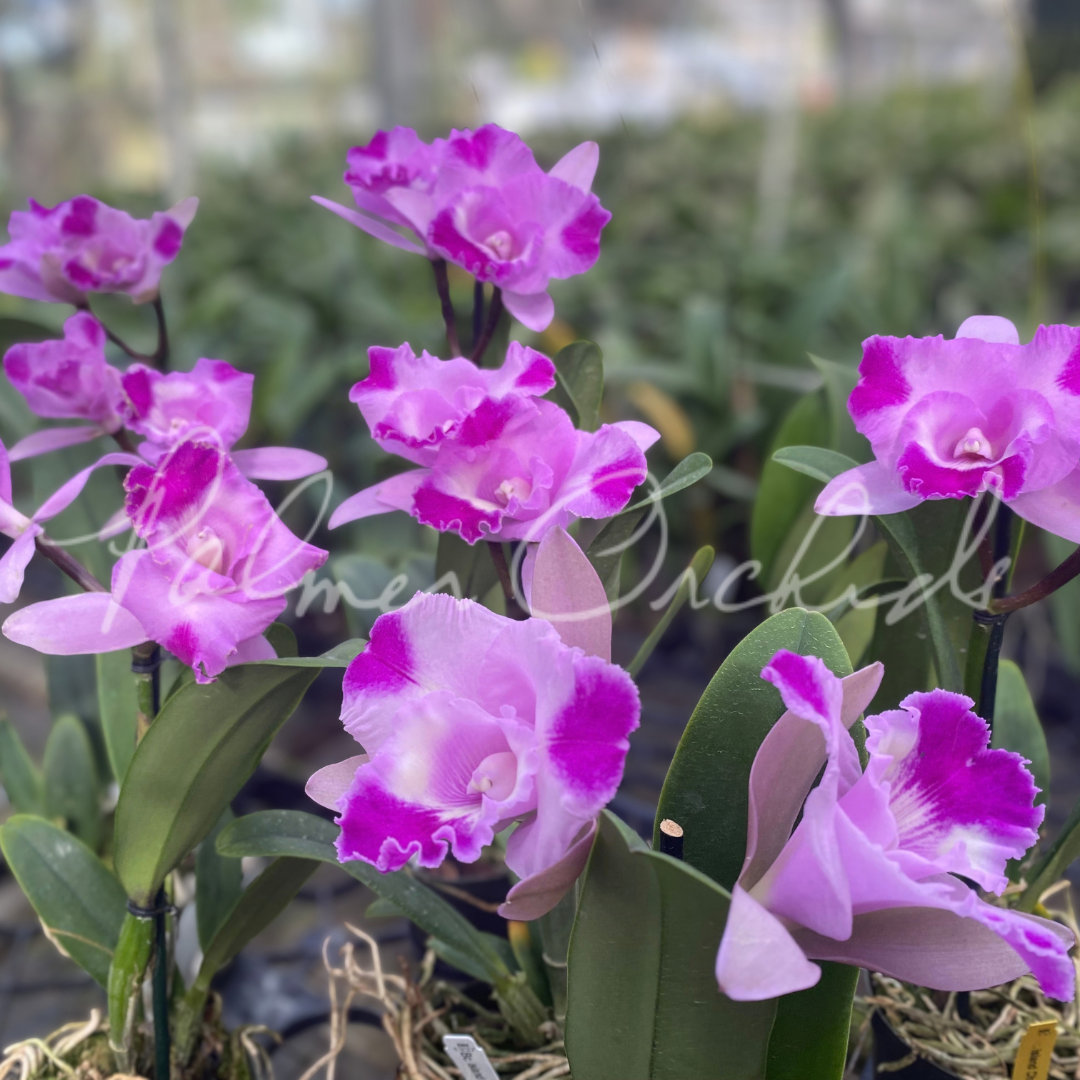 Rlc. Island Charm 'Elizabeth' Palmer Orchids 5.png