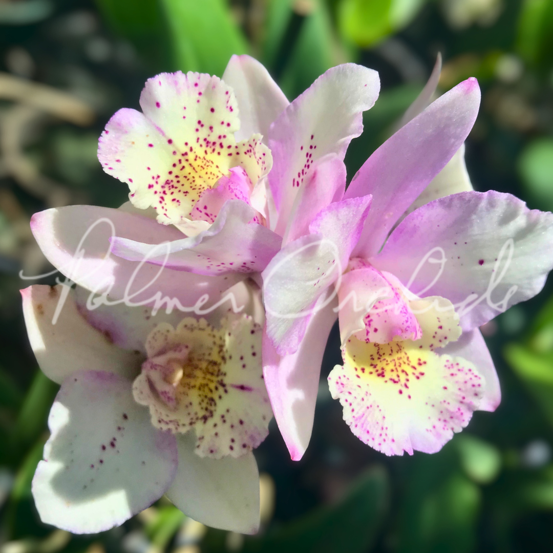 Bcn. Aka's Aloha 'Dream Dust' - compact cattleya blush pink