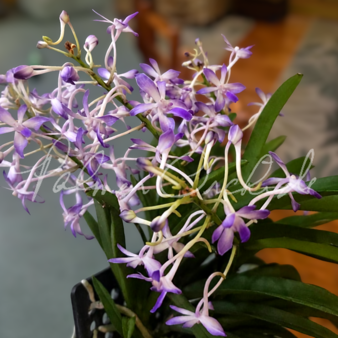 Vanda Fuchs Ocean Spray 7.png