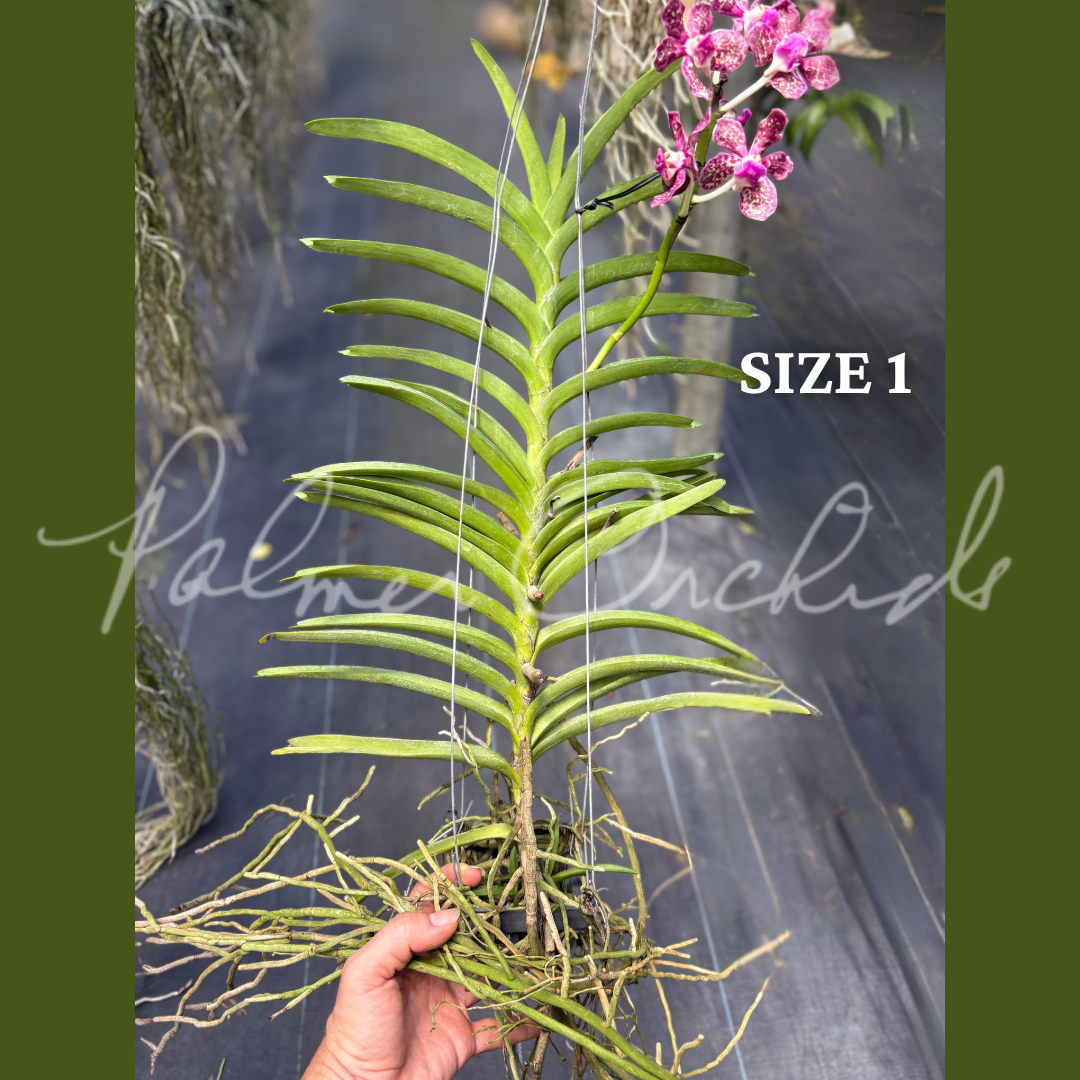 Vct. Mem. Holland Tan - Palmer Orchids 5.png