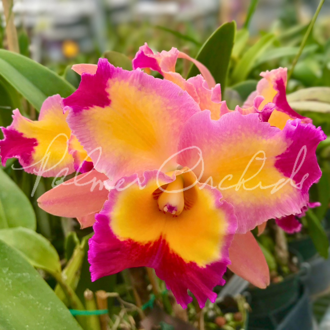 Rlc. Dick Smith 'Paradise' 3.png