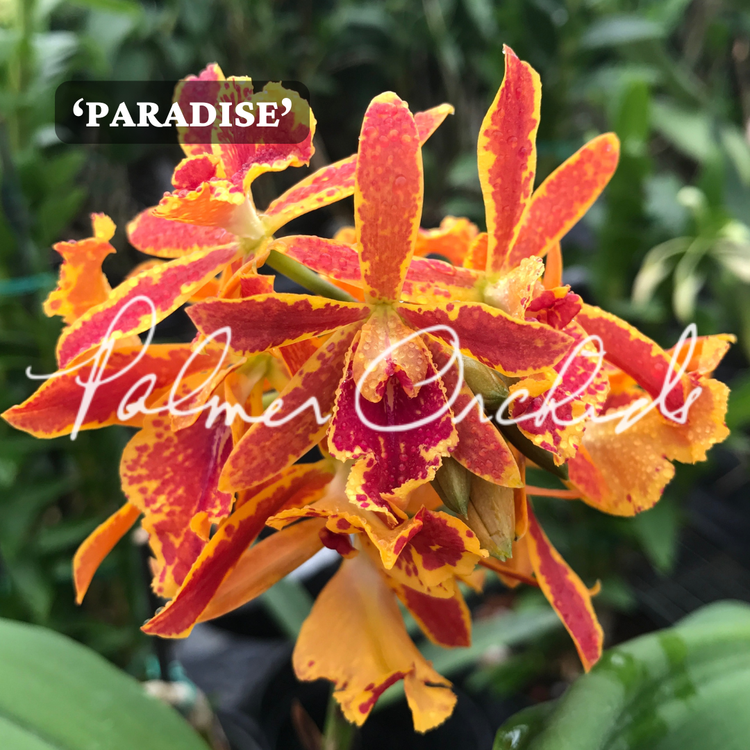Ett. Volcano Trick 'Paradise'
