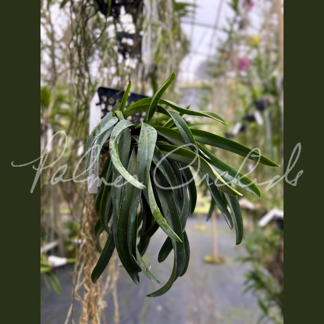 Vanda Fuchs Ocean Spray 4.png