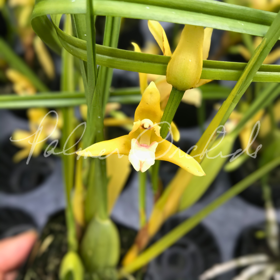 Maxillaria tenuifolia ‘Yamada’ AM/AOS