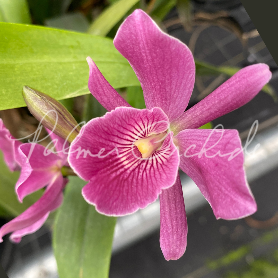 Grc Frances Dyer 'Foxes Plum' AM/AOS