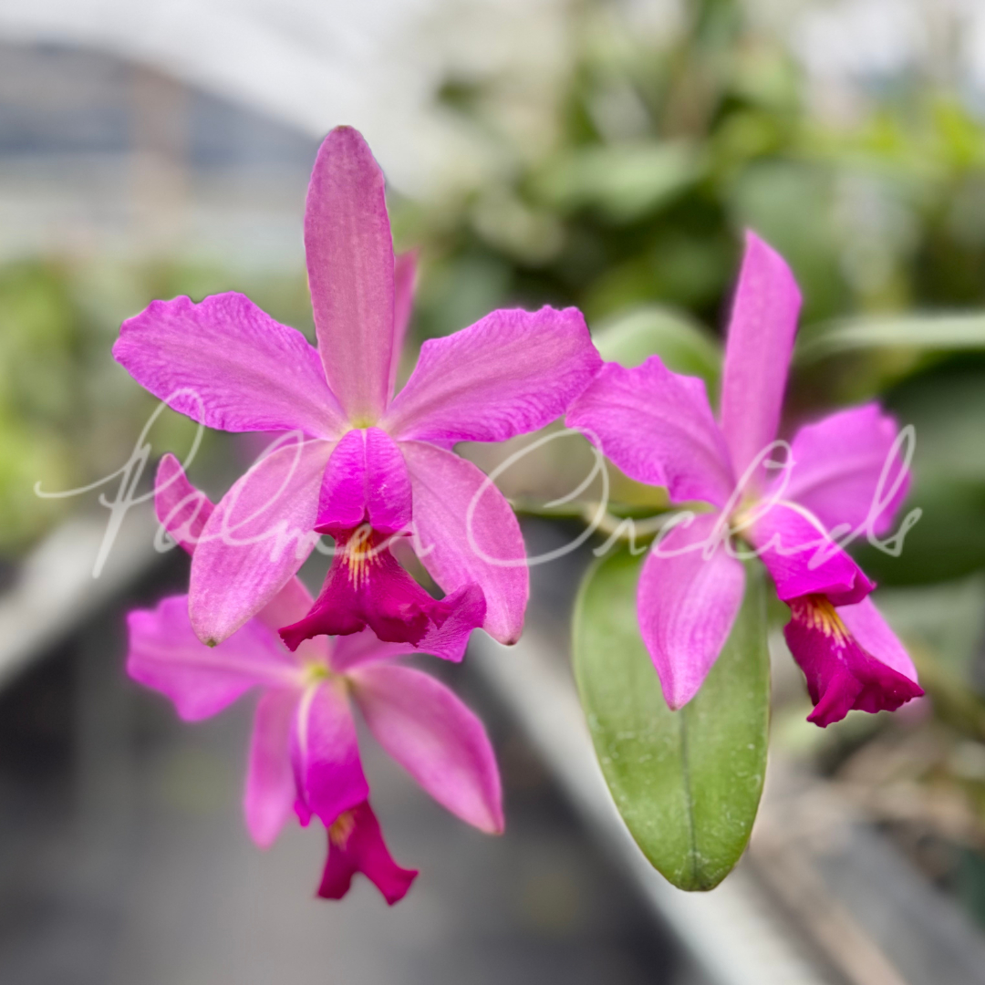 Cattleya Notturno (Cattleya violacea 'Lea' x Cattleya schilleriana 'Big Lip')