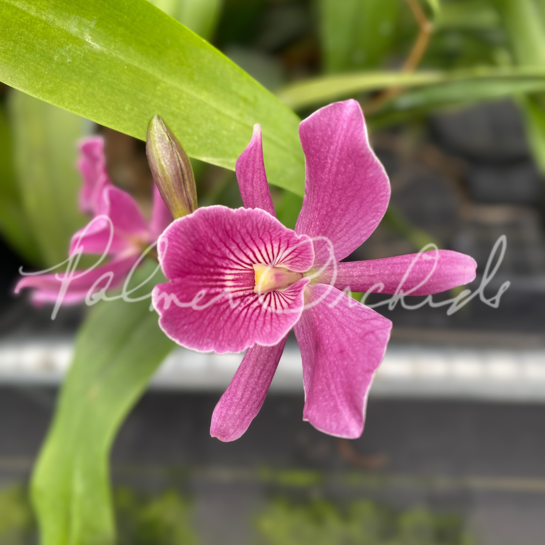 Grc Frances Dyer 'Foxes Plum' AM/AOS
