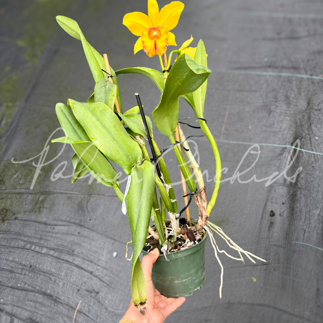 Rth. Palmer's Golden Girl (Elizabeth Palmer x Goldenzelle) 1.png