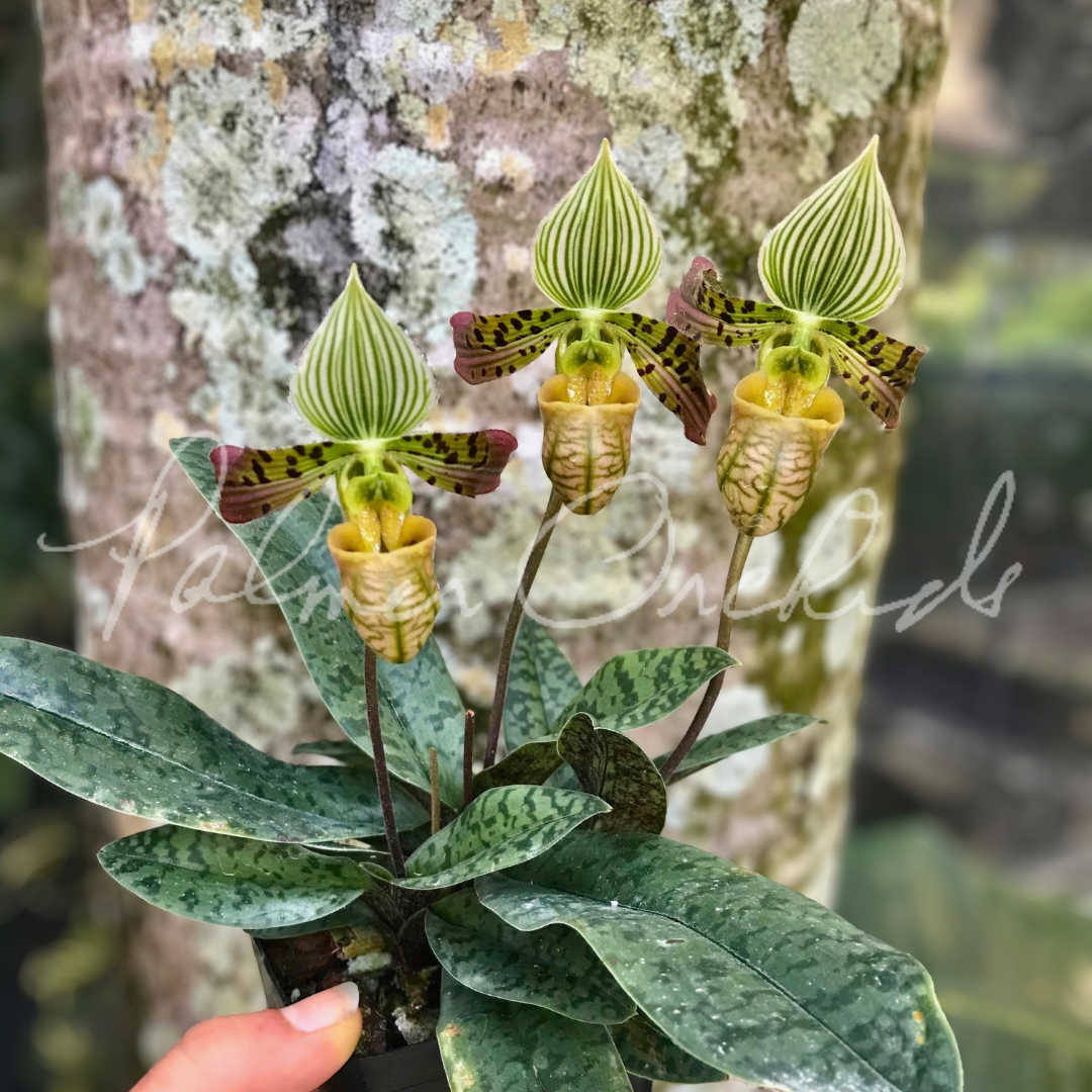 Paph. venustum 2.png