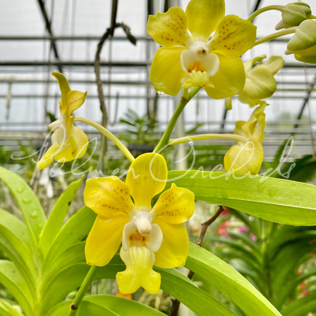 Vanda denisoniana 3.png