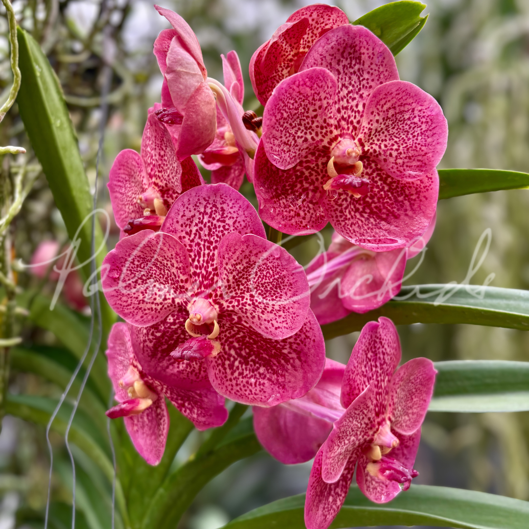 Vanda Uraiwan Belle 'Red' 4.png