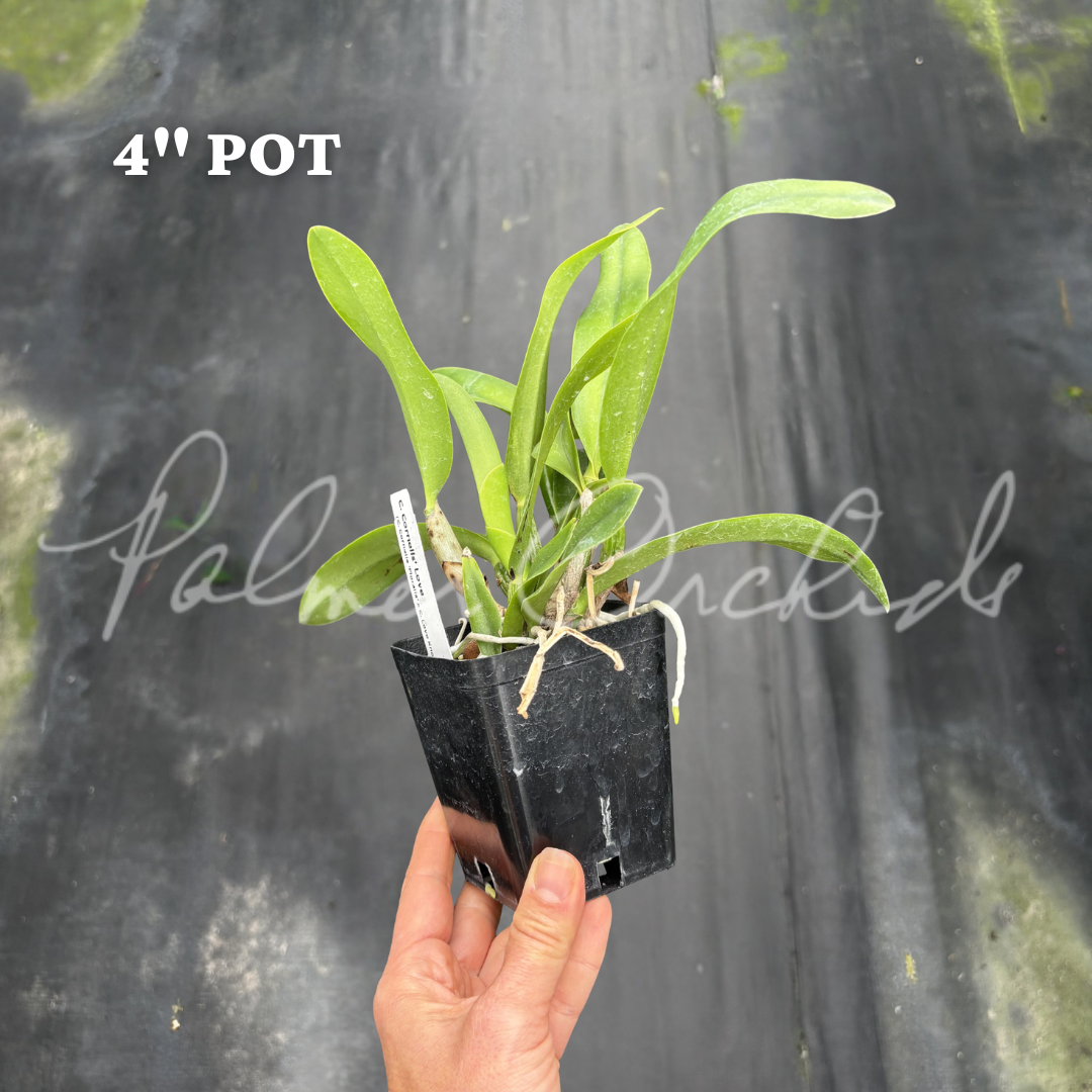 Cattleya Cornelis' Love 6.png