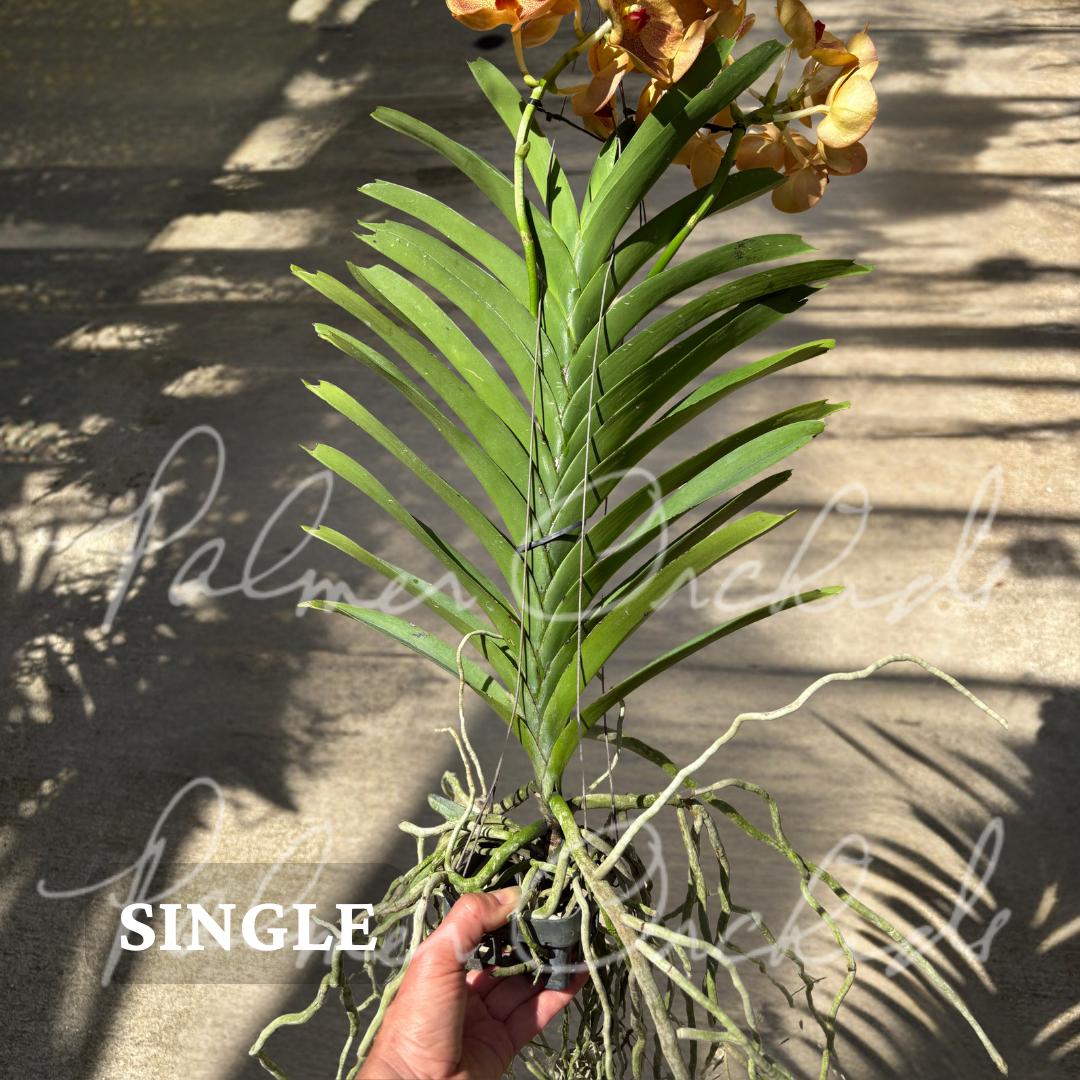 Vanda Sonia Daccach No 502 4.png