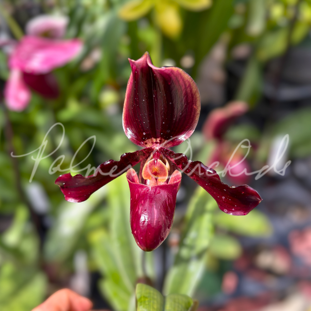 Paph. QF Henry's Pride 2.png