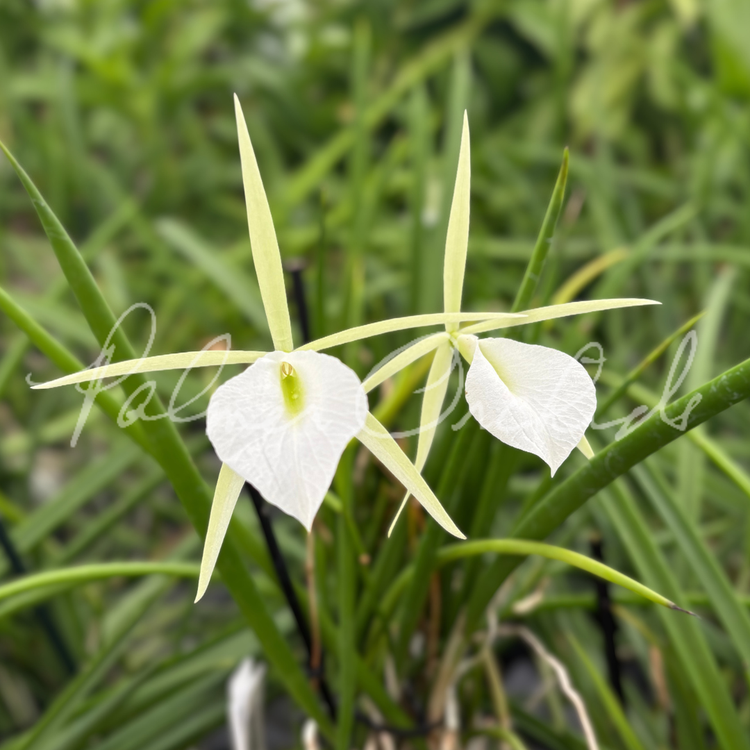 B. Burnett Taurus 4 (Brassavola tuberculata × Brassavola nodosa).png