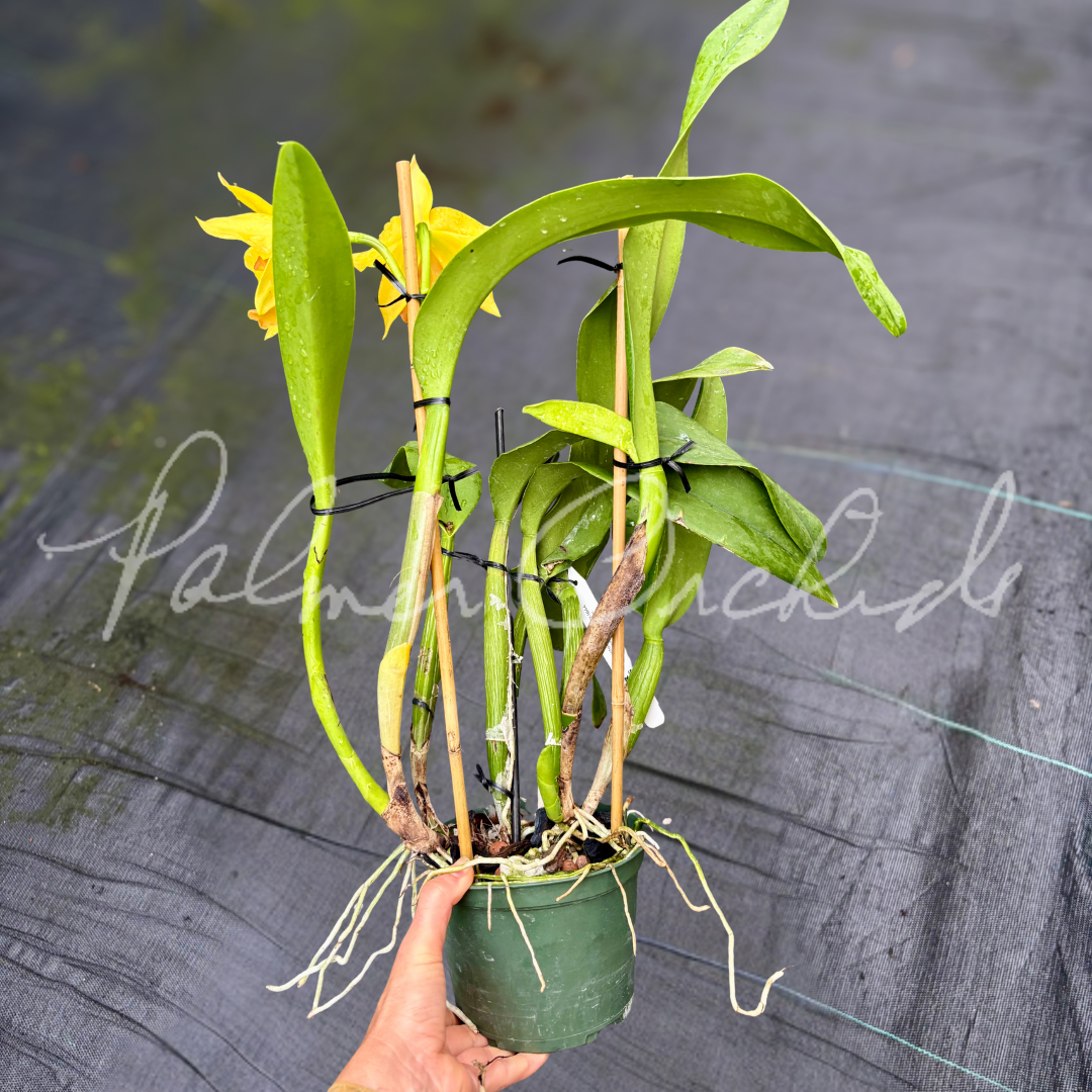 Rth. Palmer's Golden Girl (Elizabeth Palmer x Goldenzelle) 2.png