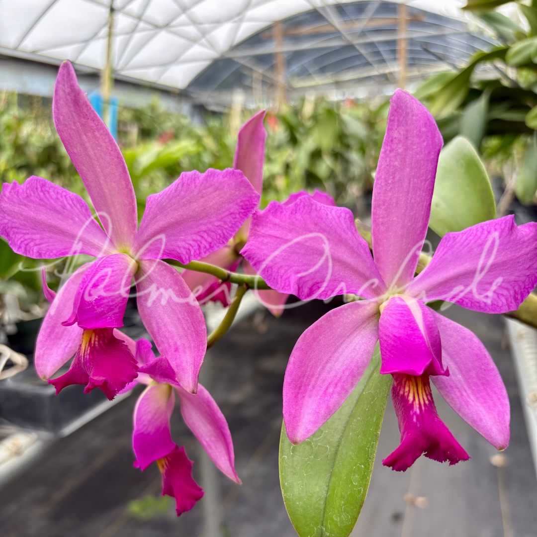 Cattleya Notturno (Cattleya violacea 'Lea' x Cattleya schilleriana 'Big Lip')