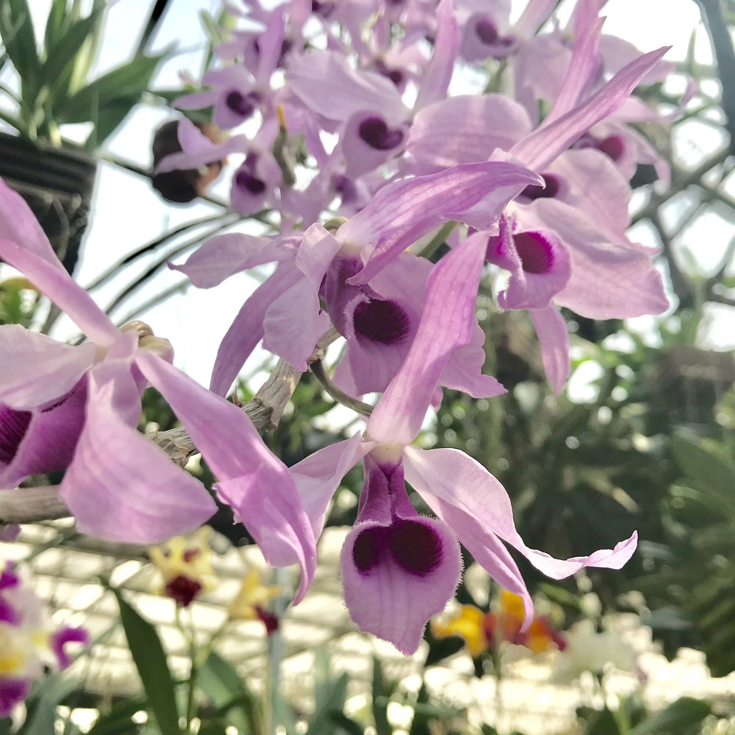 purple pendulous fragrant dendrobium species.jpg