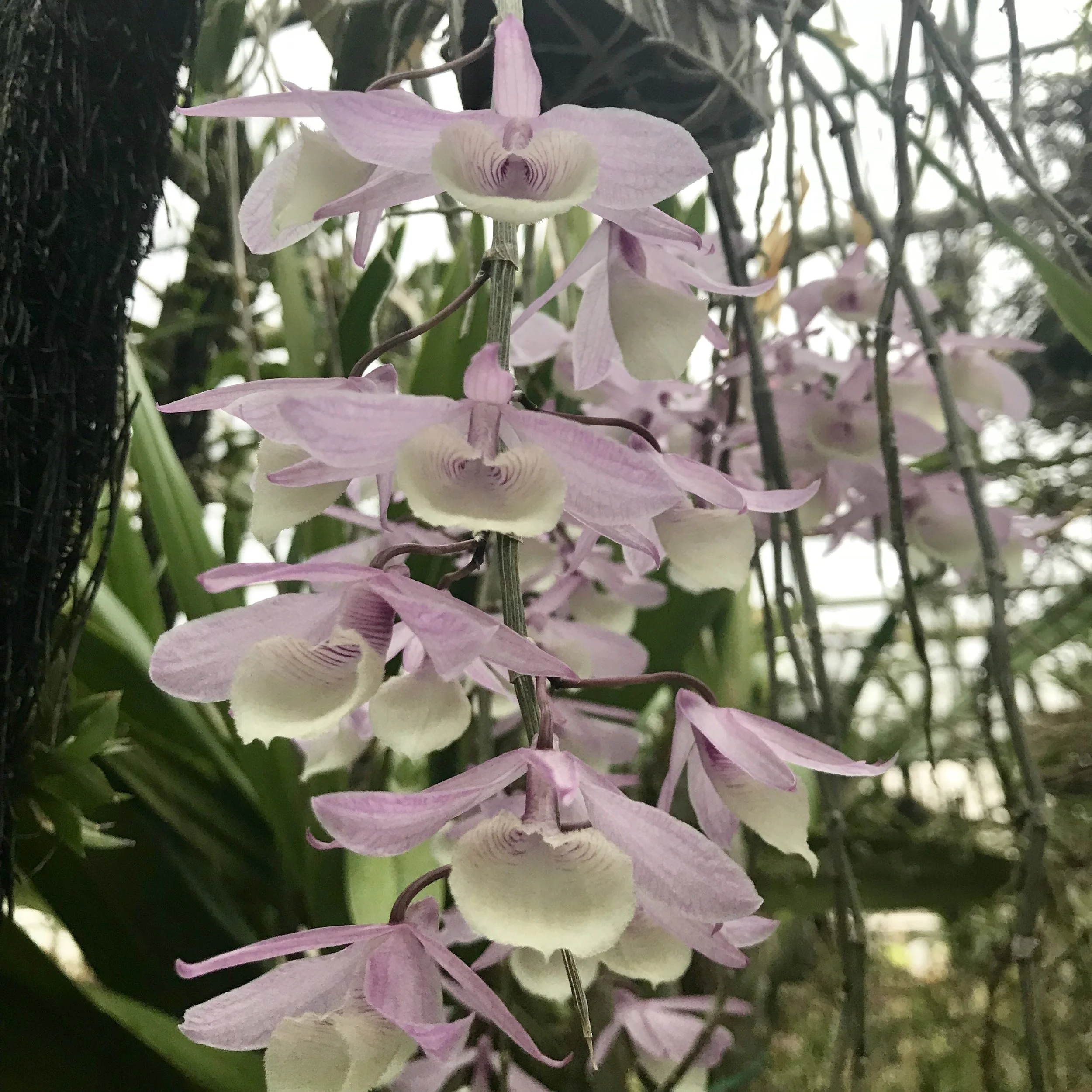 Dendrobium aphyllum pierardii orchid species palmer orchids