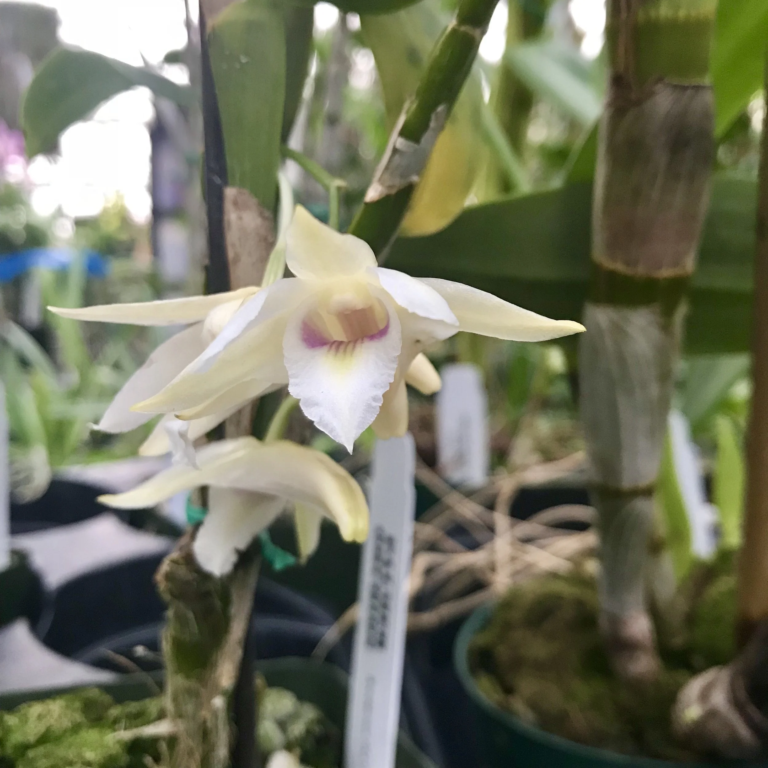 Dendrobium platygastrium species palmer orchids