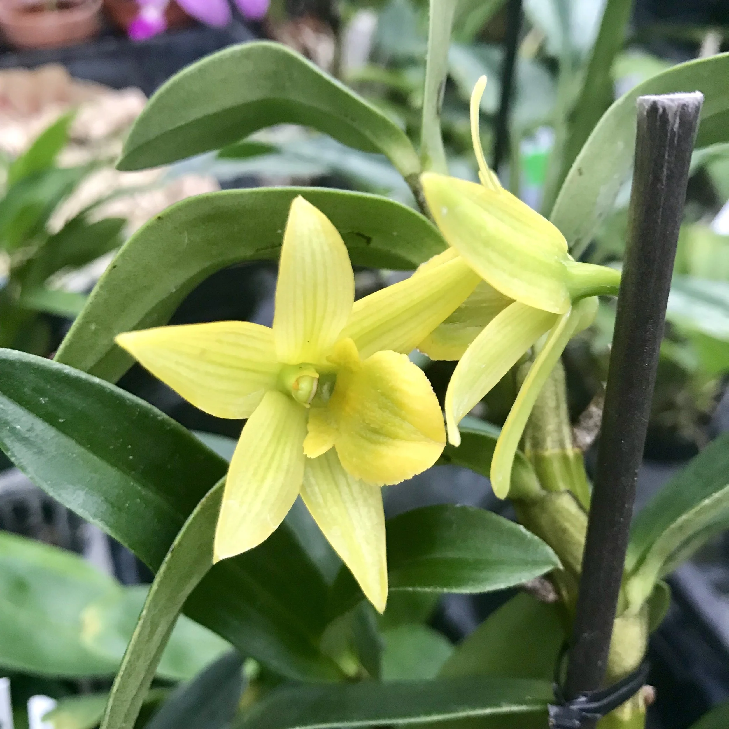 Dendrobium Lemon Ice Palmer Orchids