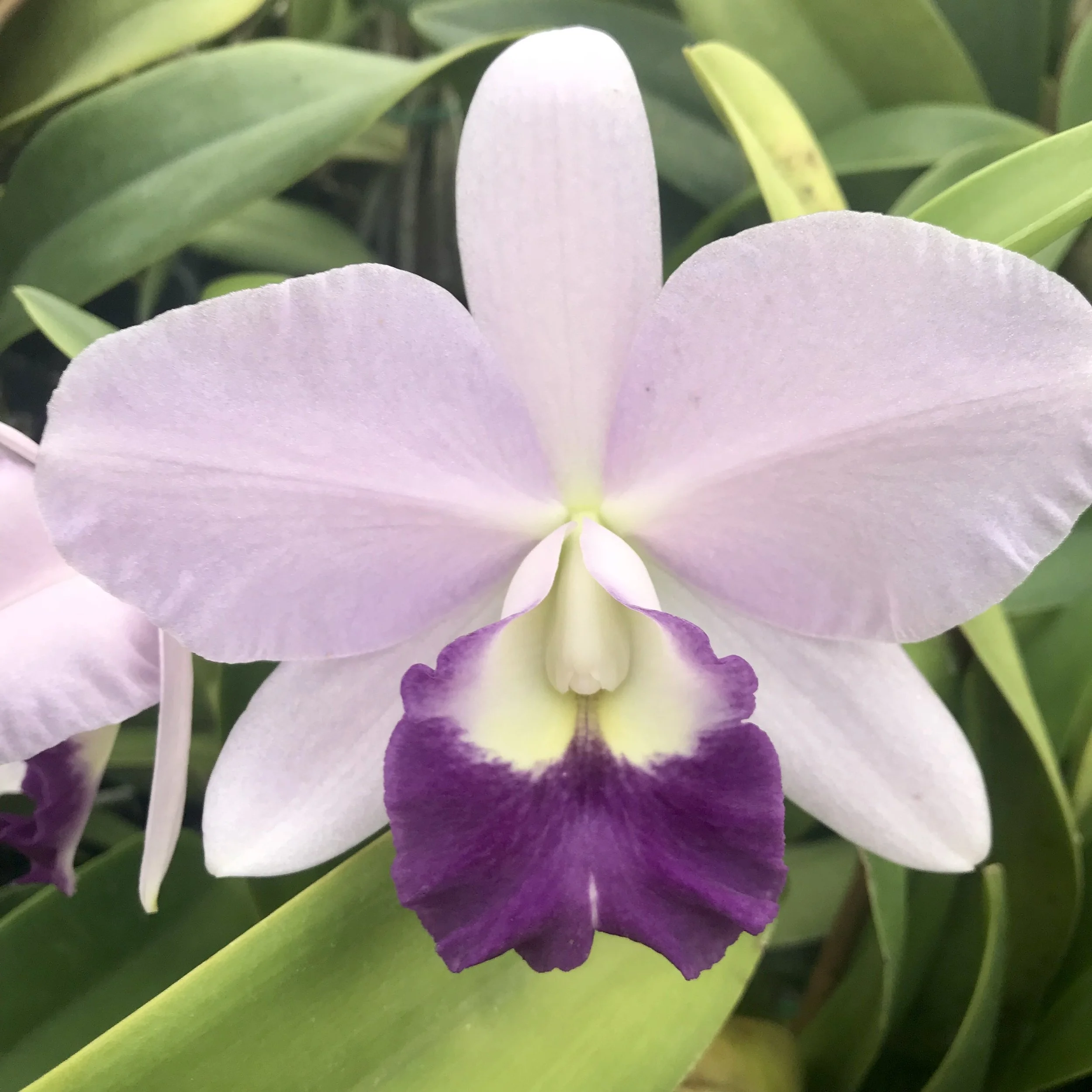 Lc Busy Bev Blue Jewel Cattleya Palmer Orchids