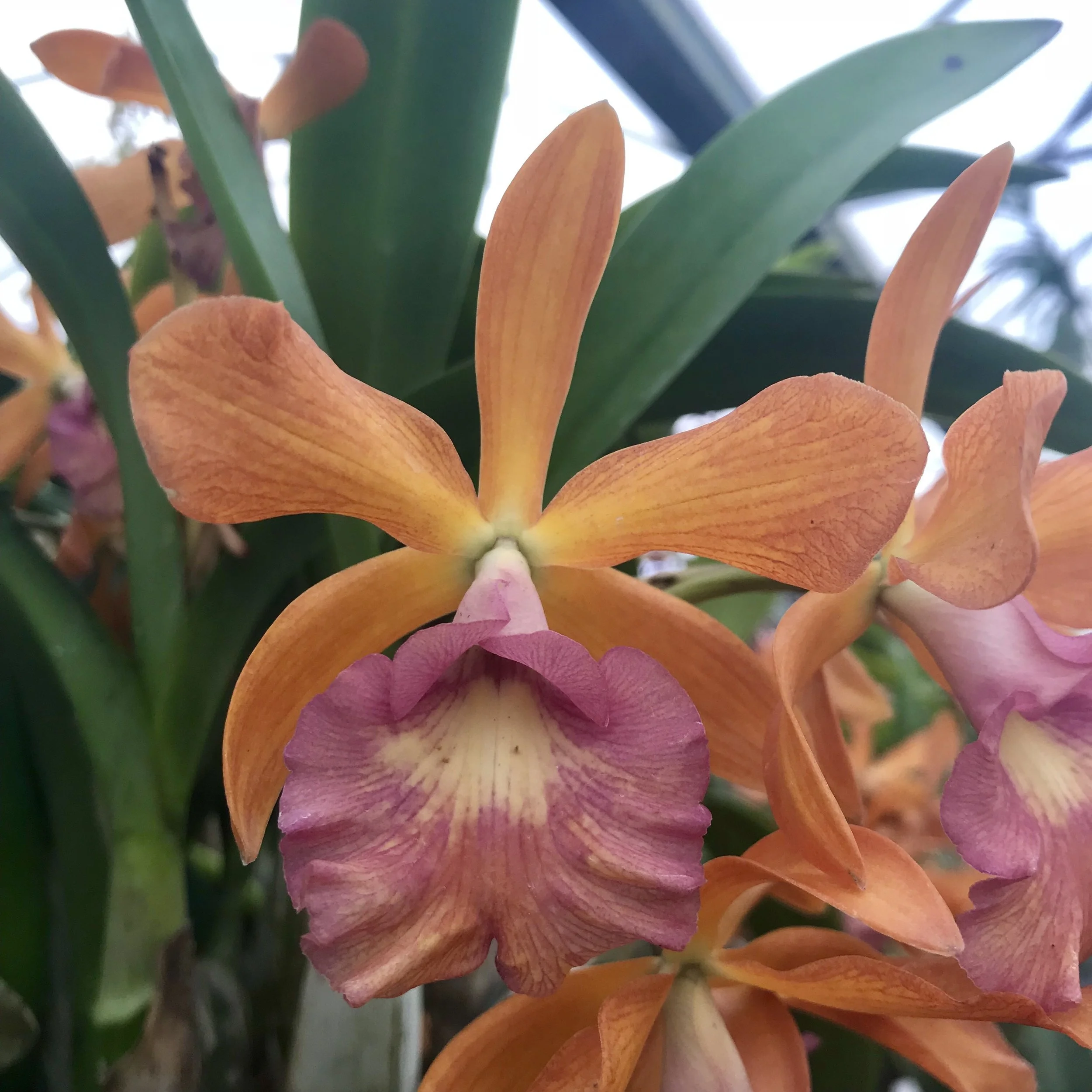 Bullara [Yamadaara] Redland Sunset Palmer Orchids