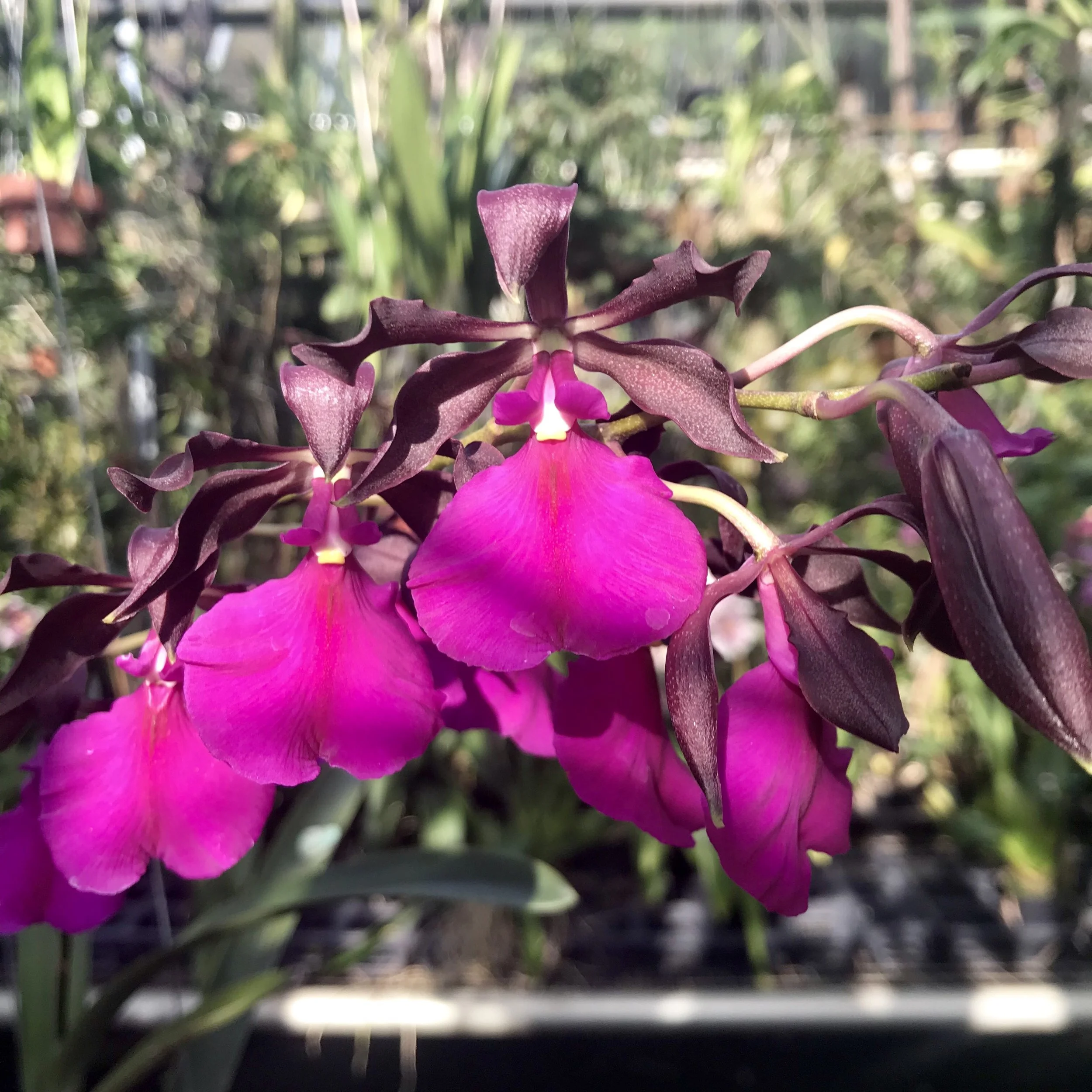 Encyclia cordigera rosea native venezuelan orchid species palmer orchids