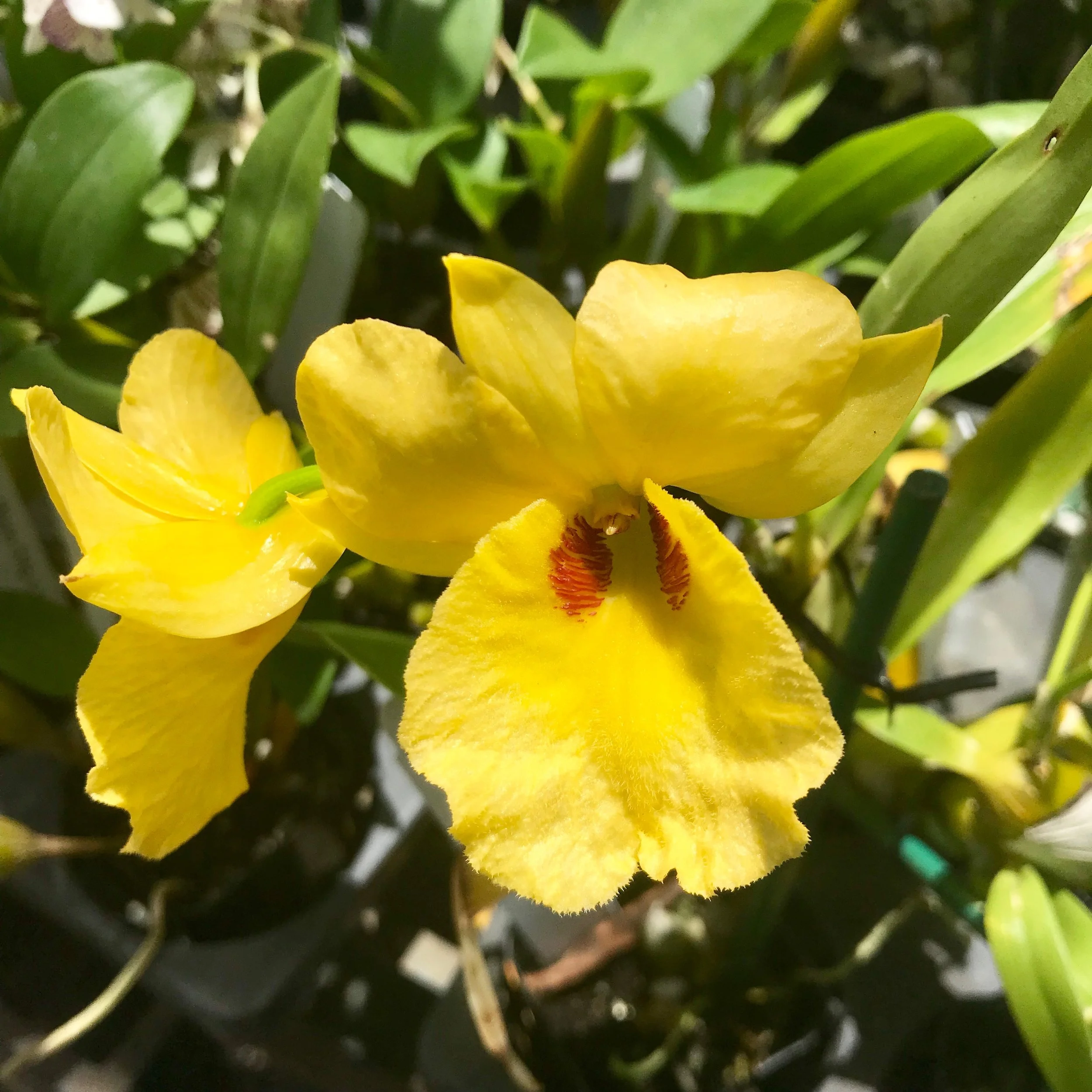 Dendrobium Golden Aya Palmer Orchids