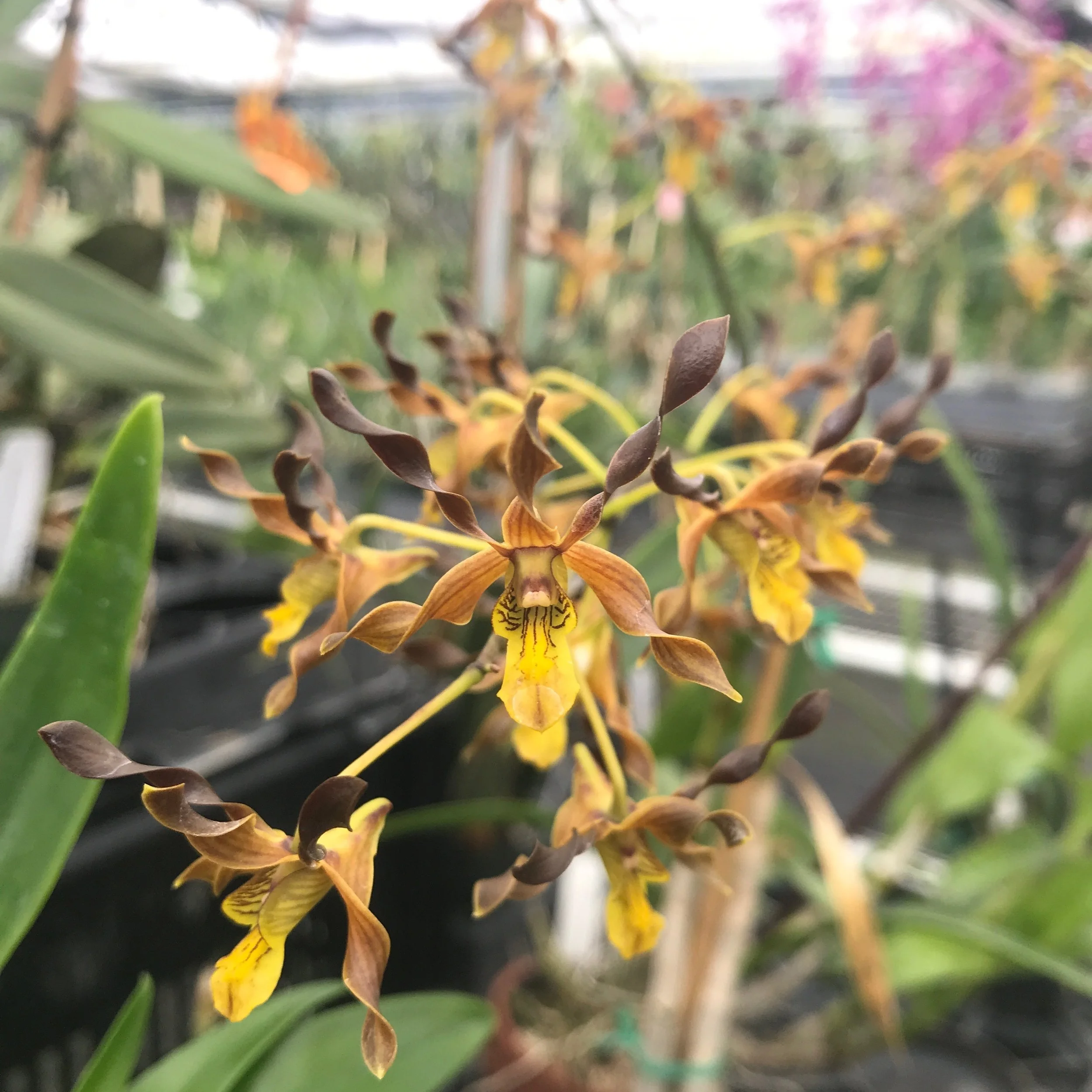 Dendrobium Touch of Gold Palmer Orchids